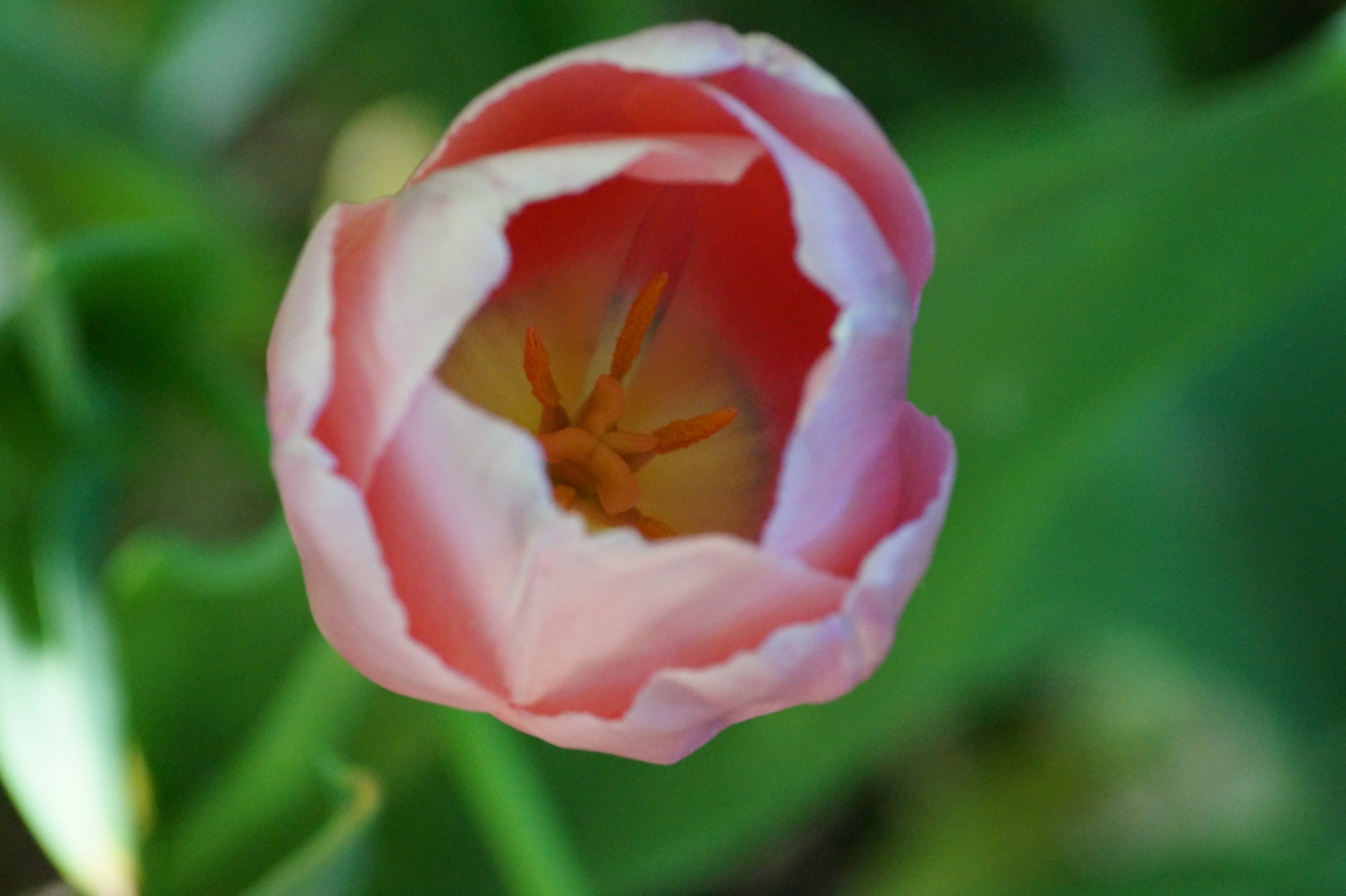 Tulip