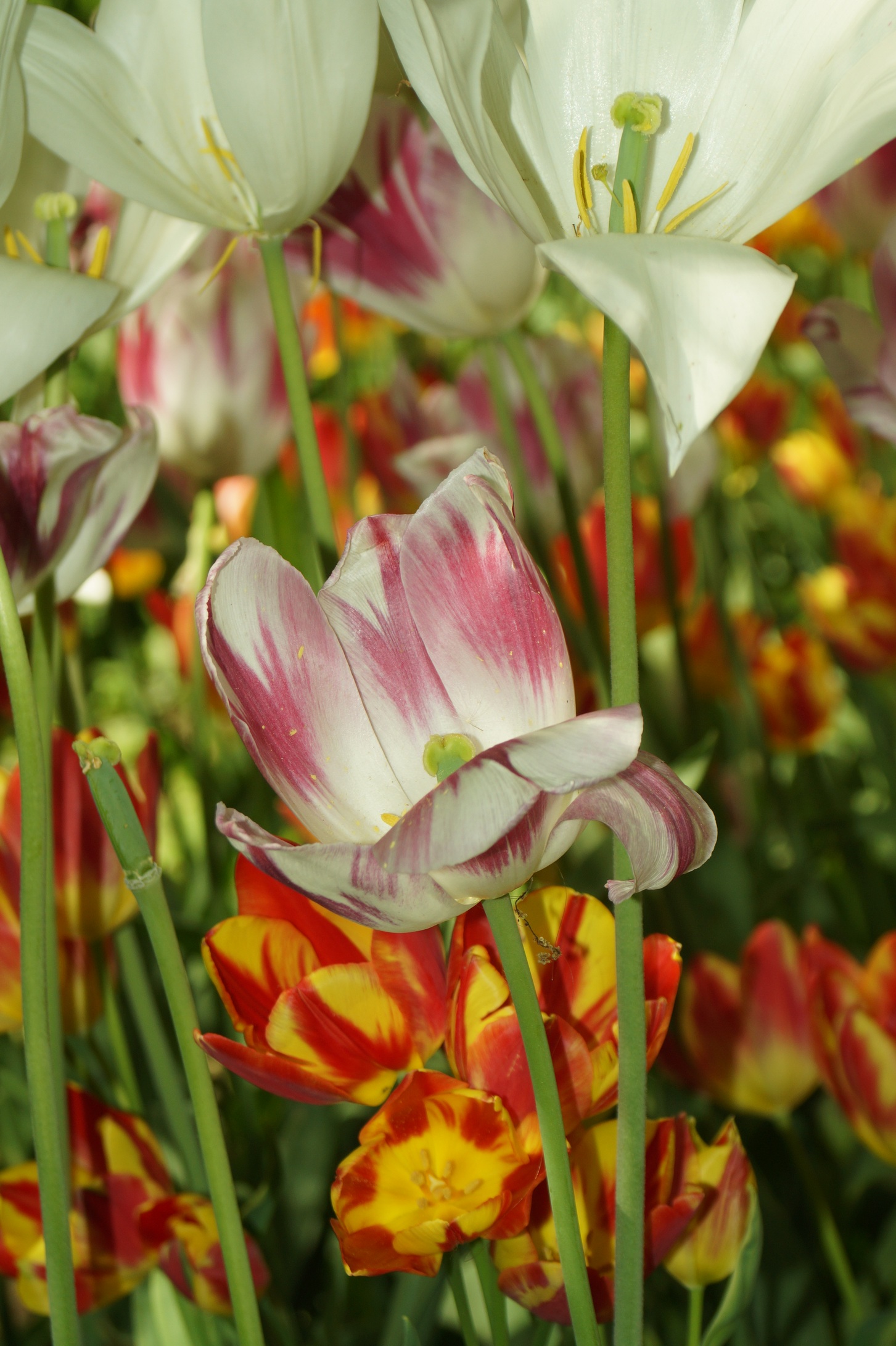 tulips