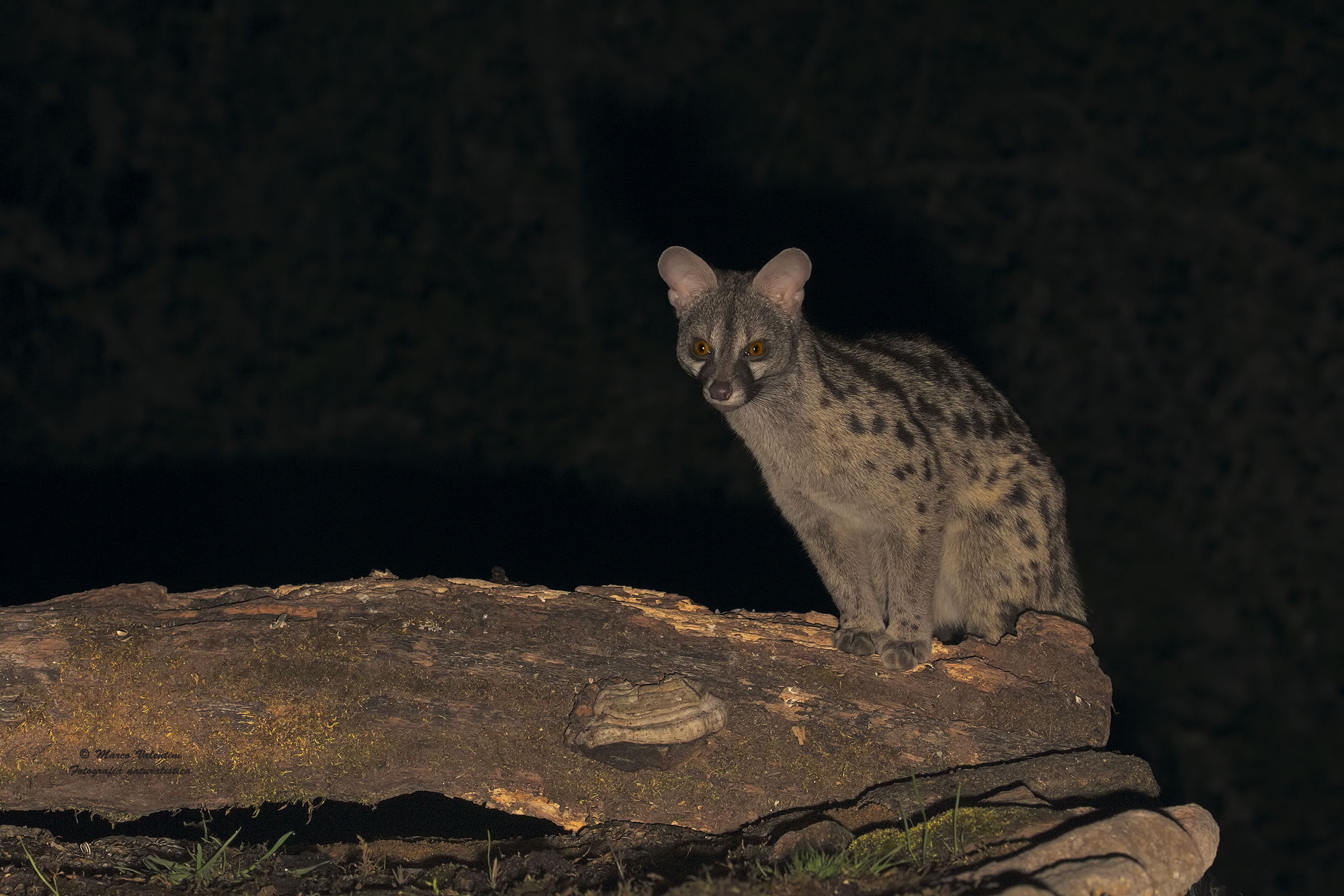 European genet