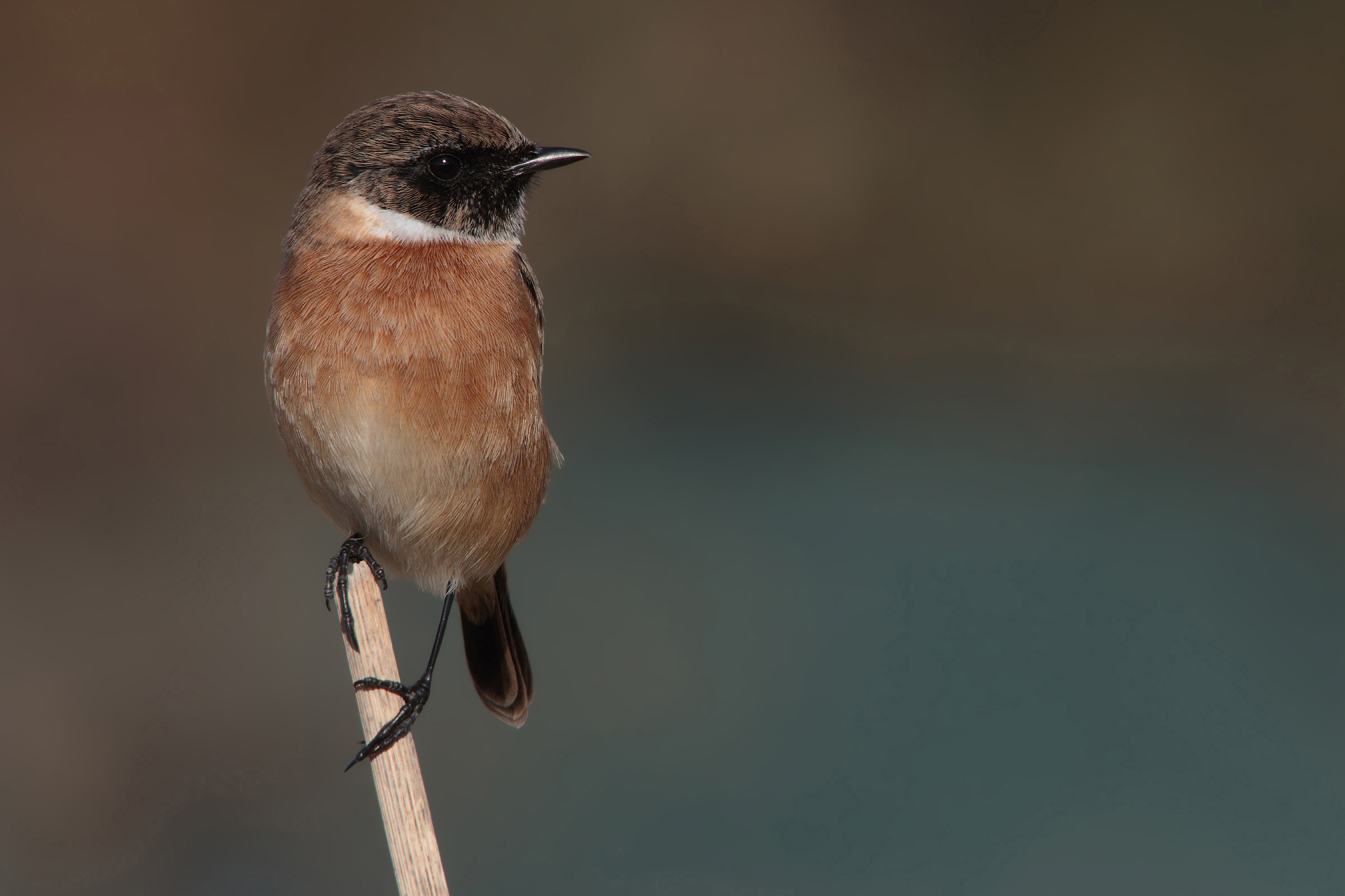 Stonechat male