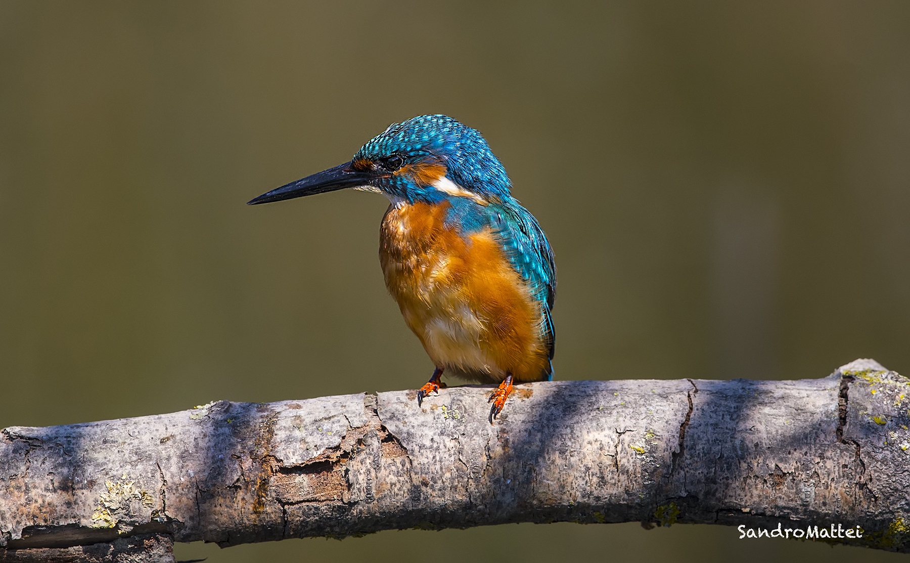 Kingfisher