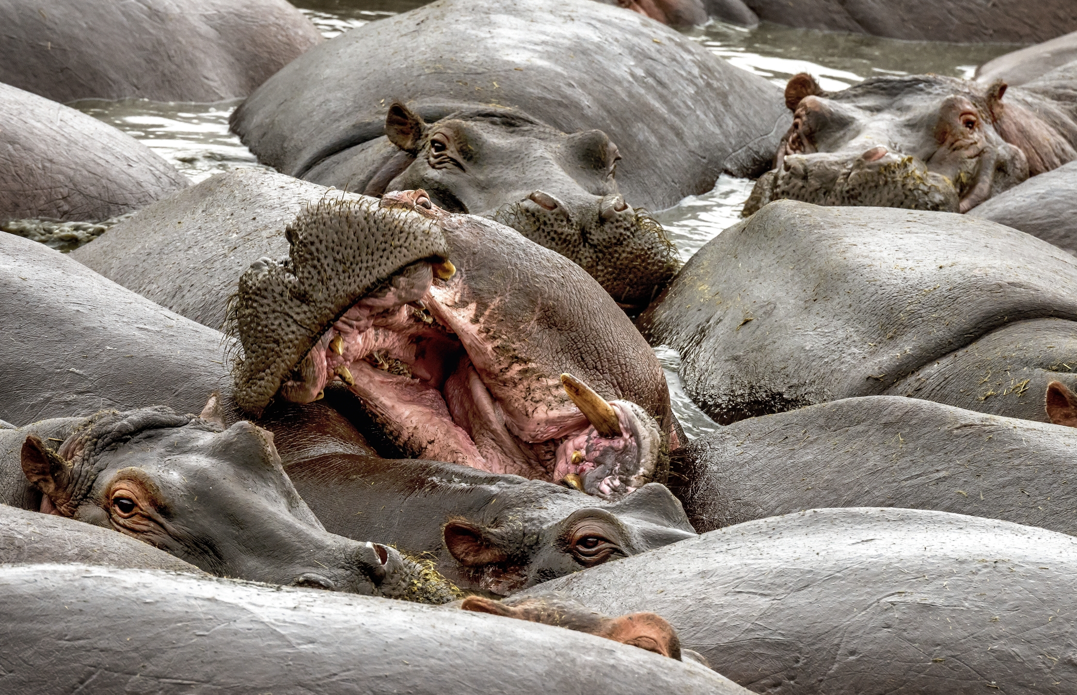 Tanzania 2016 - Hippo