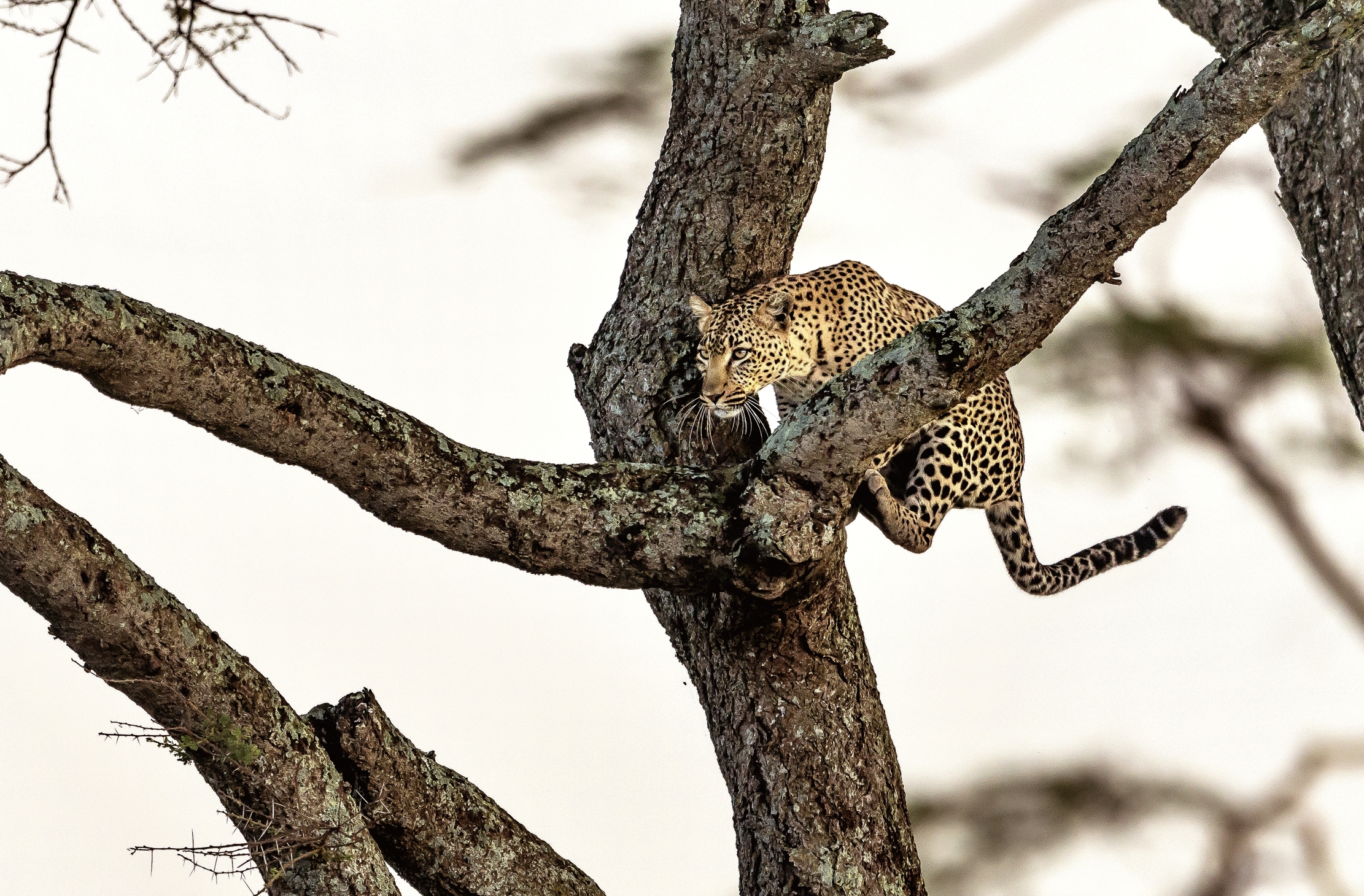 Tanzania 2016 - Leopard