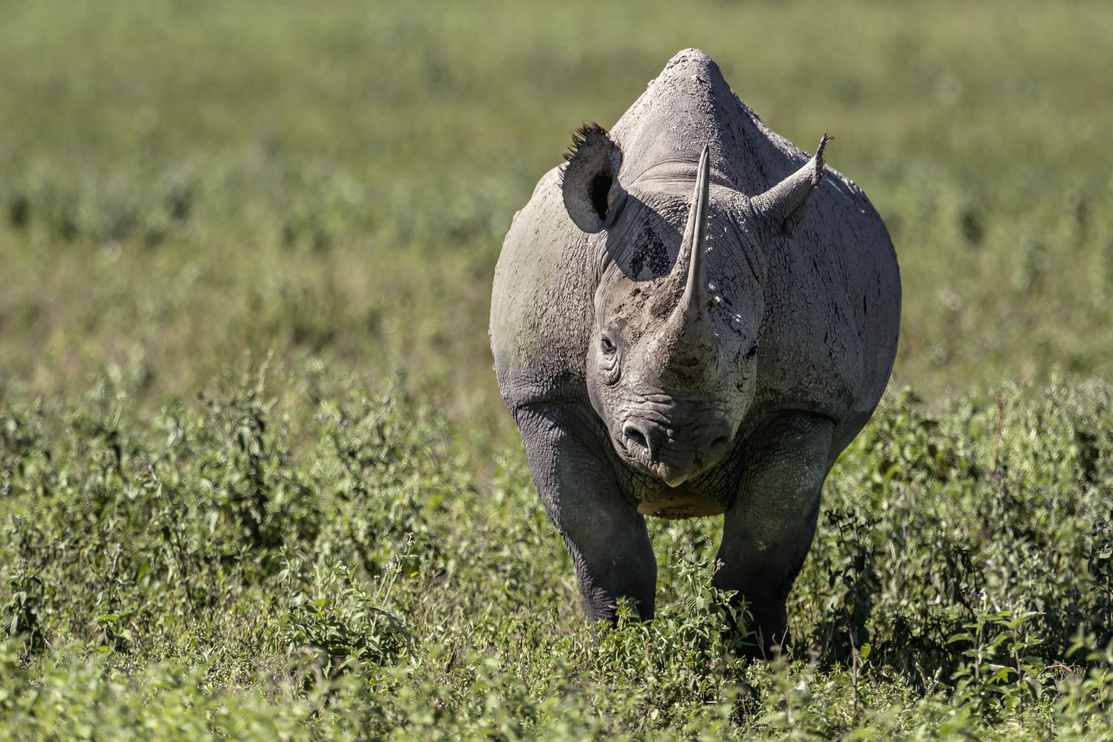 Tanzania 2016 - Rino