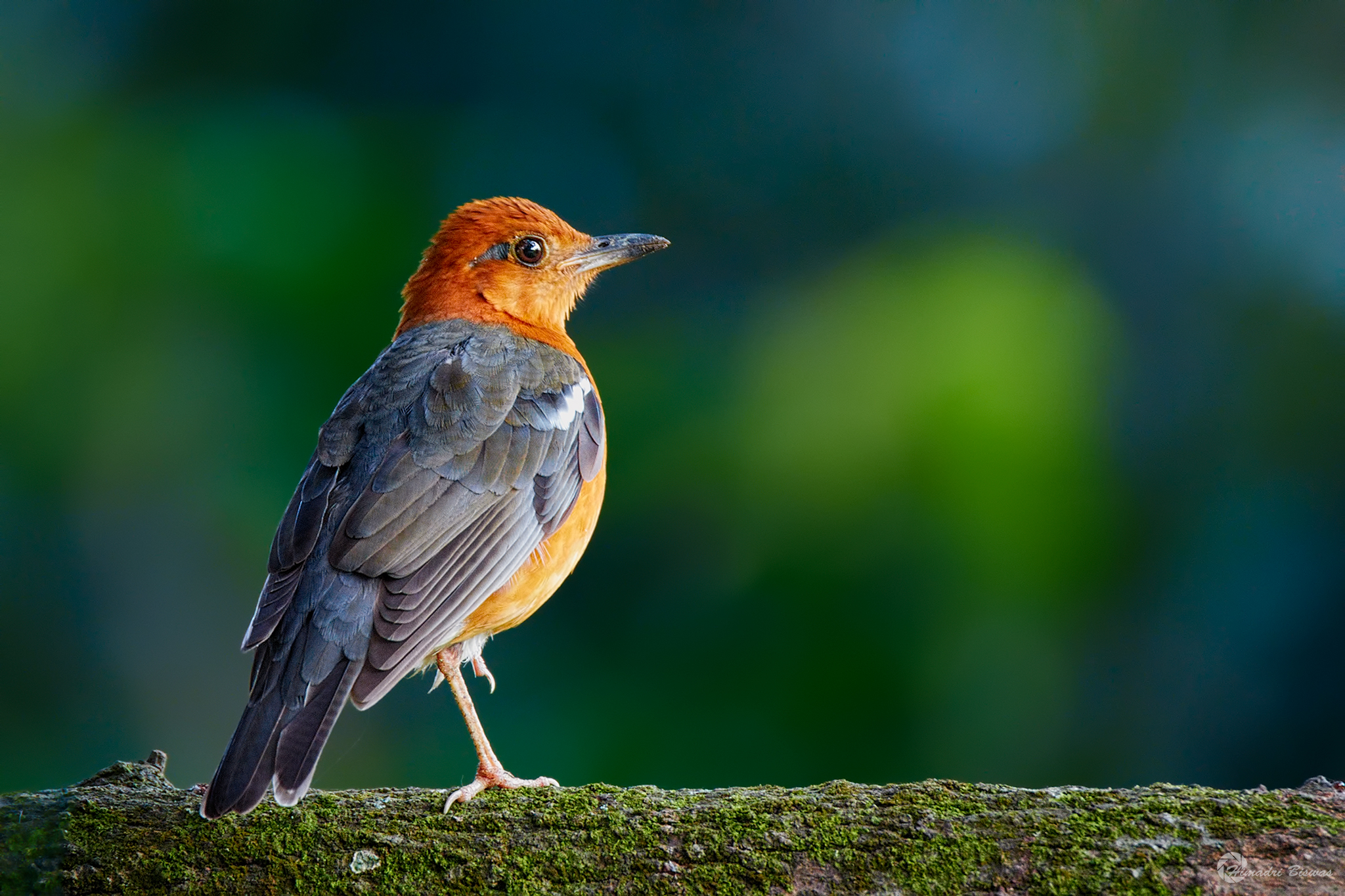 Arancione guidato Thrush