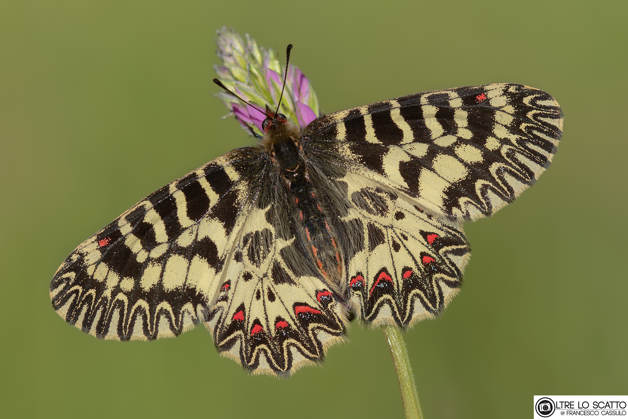 Zerynthia polyxena (Denis & Schiffermüller, 1775)