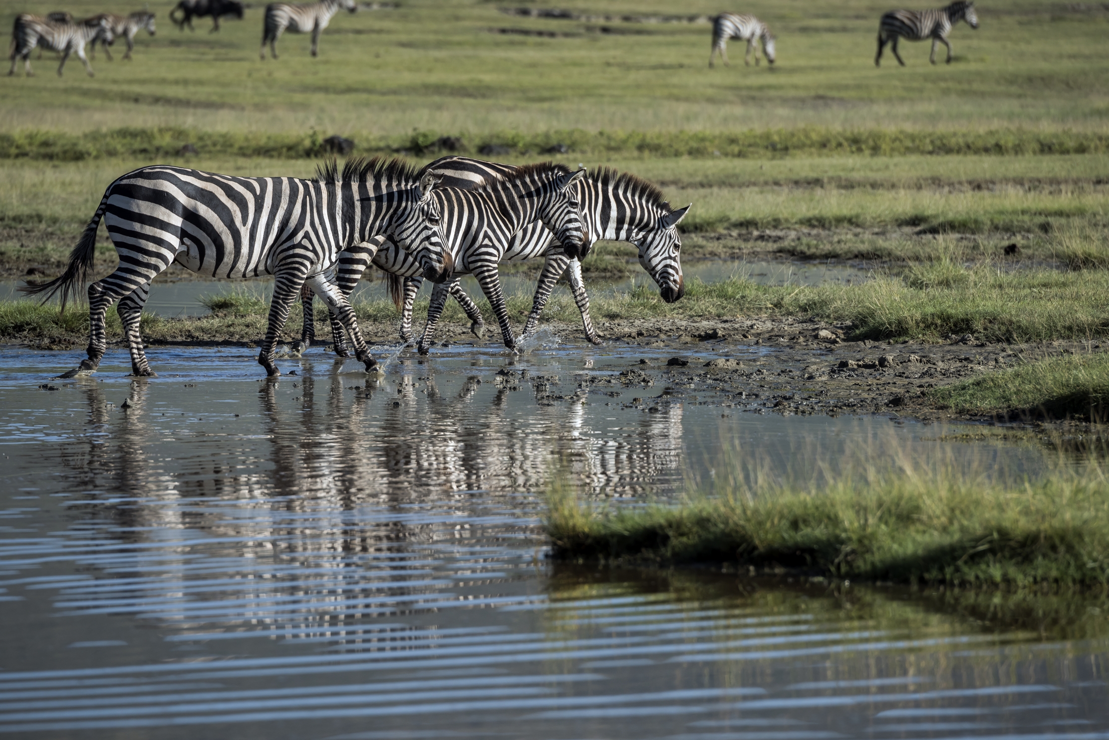 Tanzania 2016 - Zebre