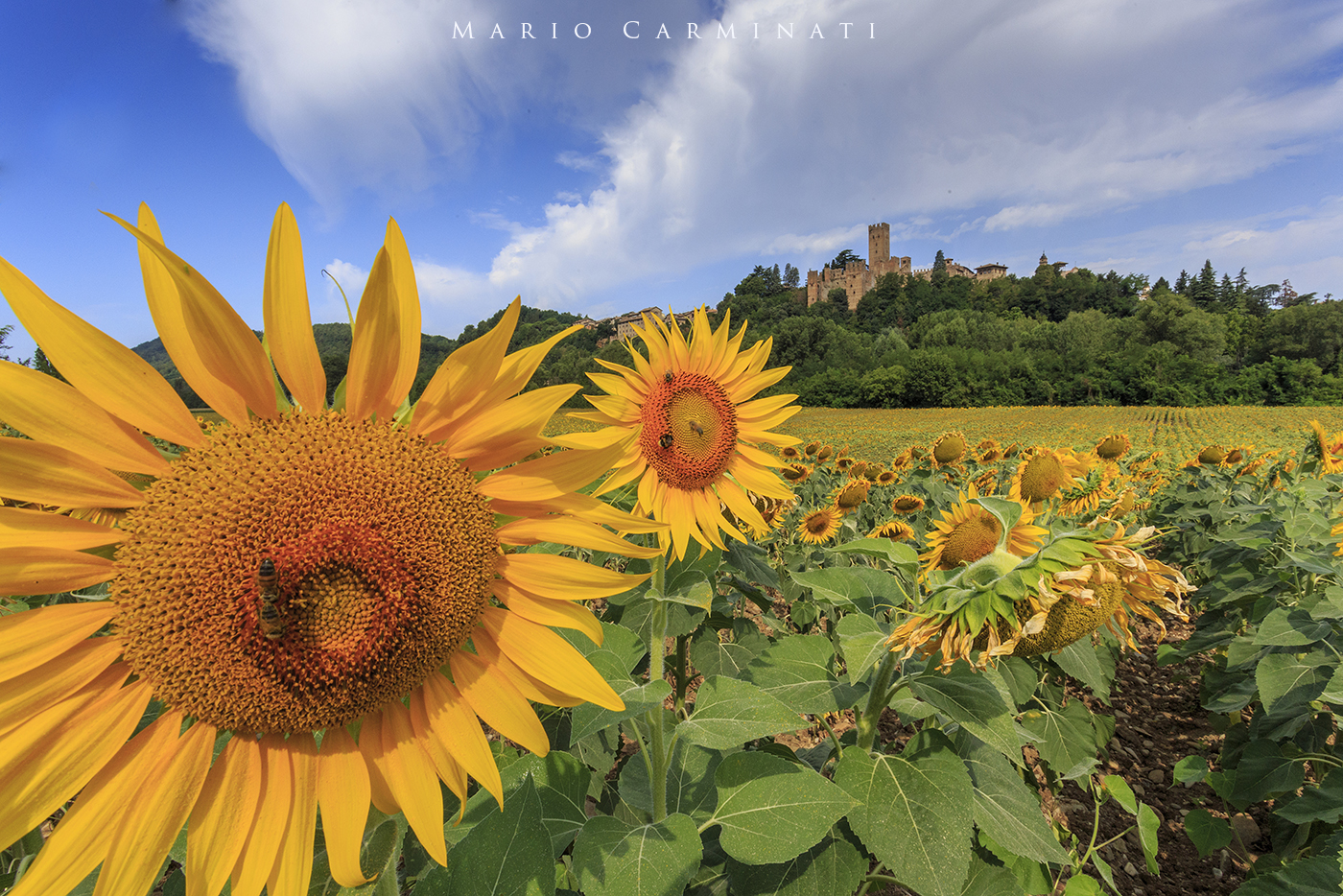 The Castell'Arquato Sunflowers