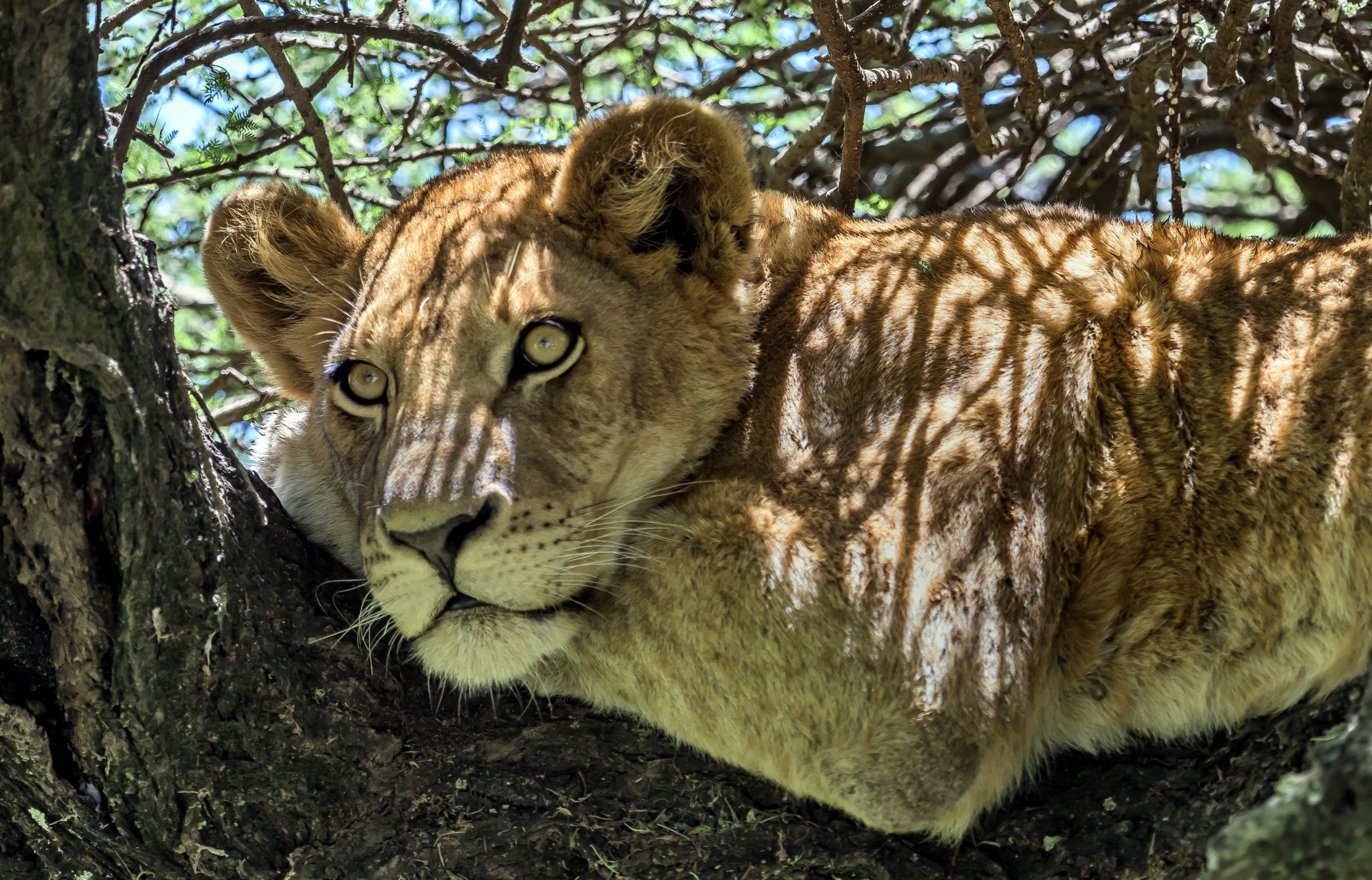 Tanzania 2016 - Tra i rami