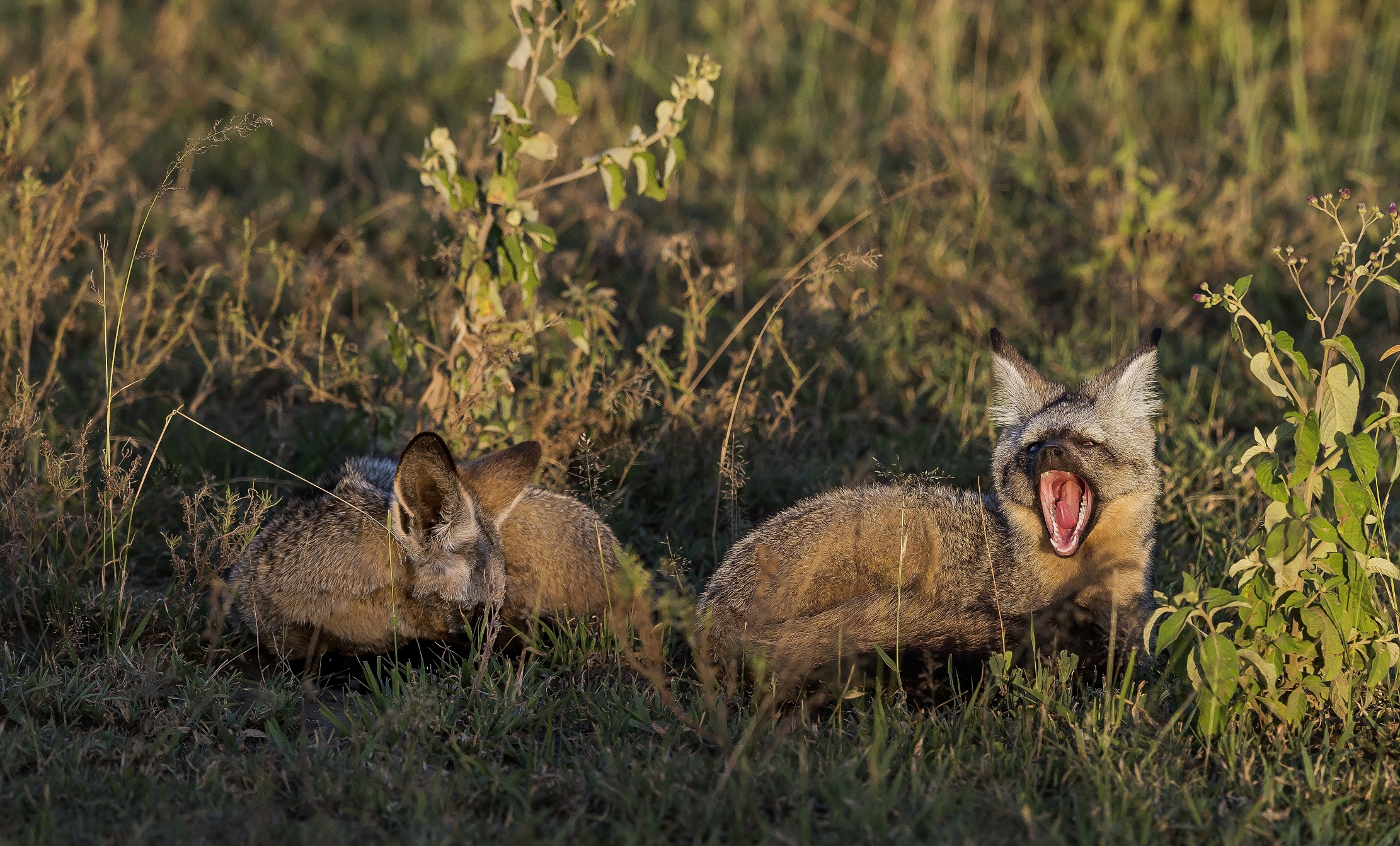 Tanzania 2016 - Otocioni