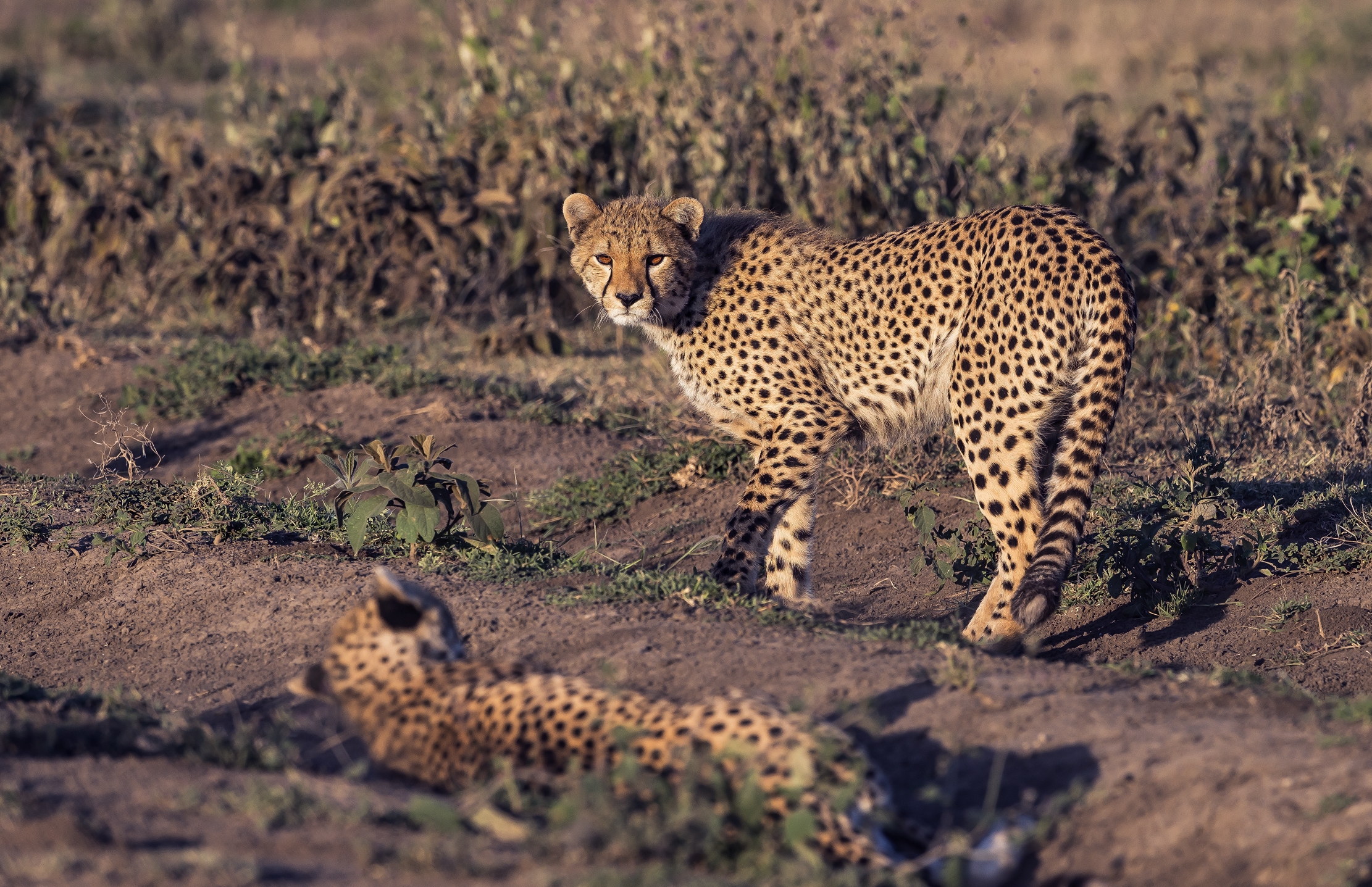 Tanzania 2016 - All'alba