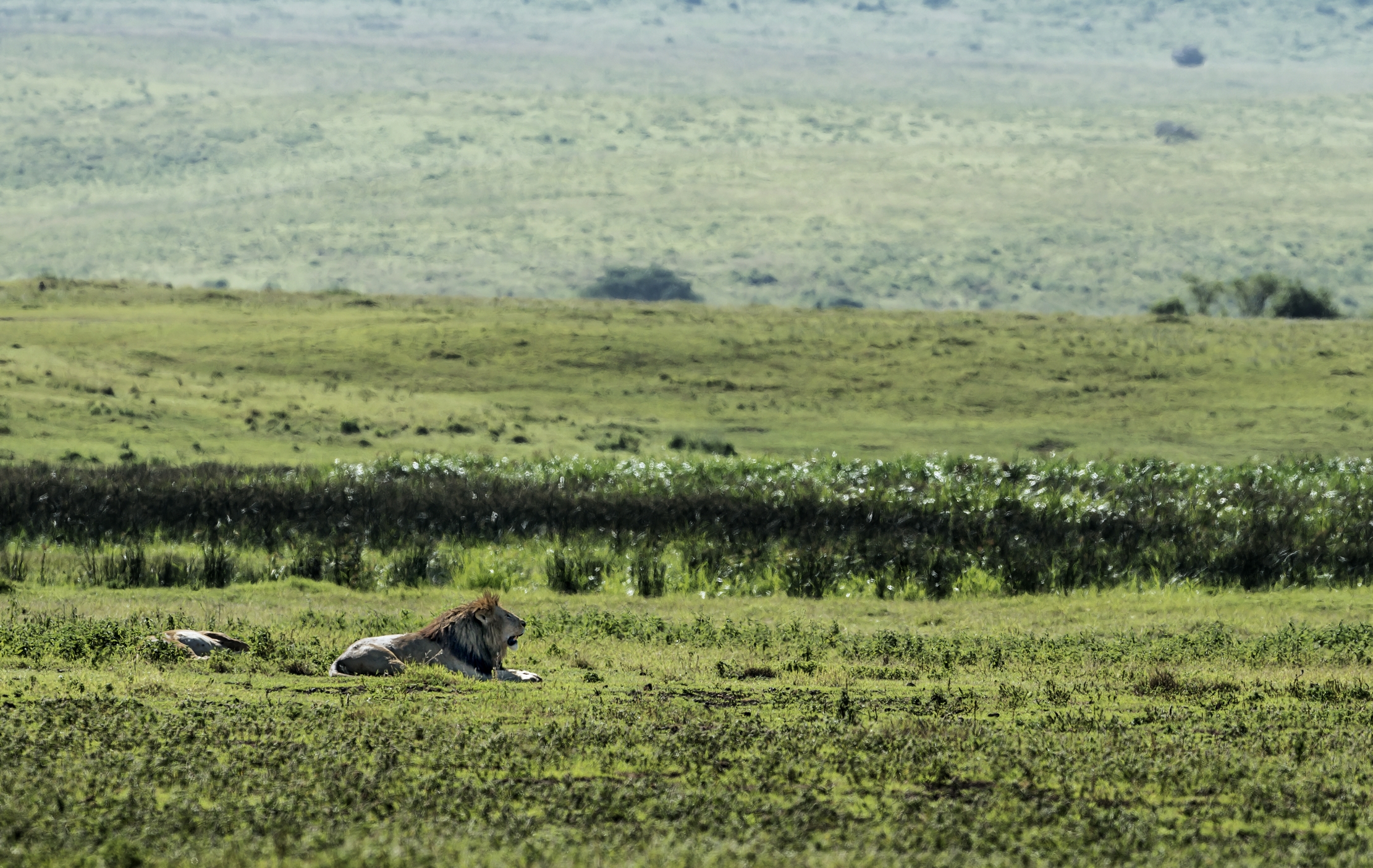 Tanzania 2016 - In lontananza nella savana