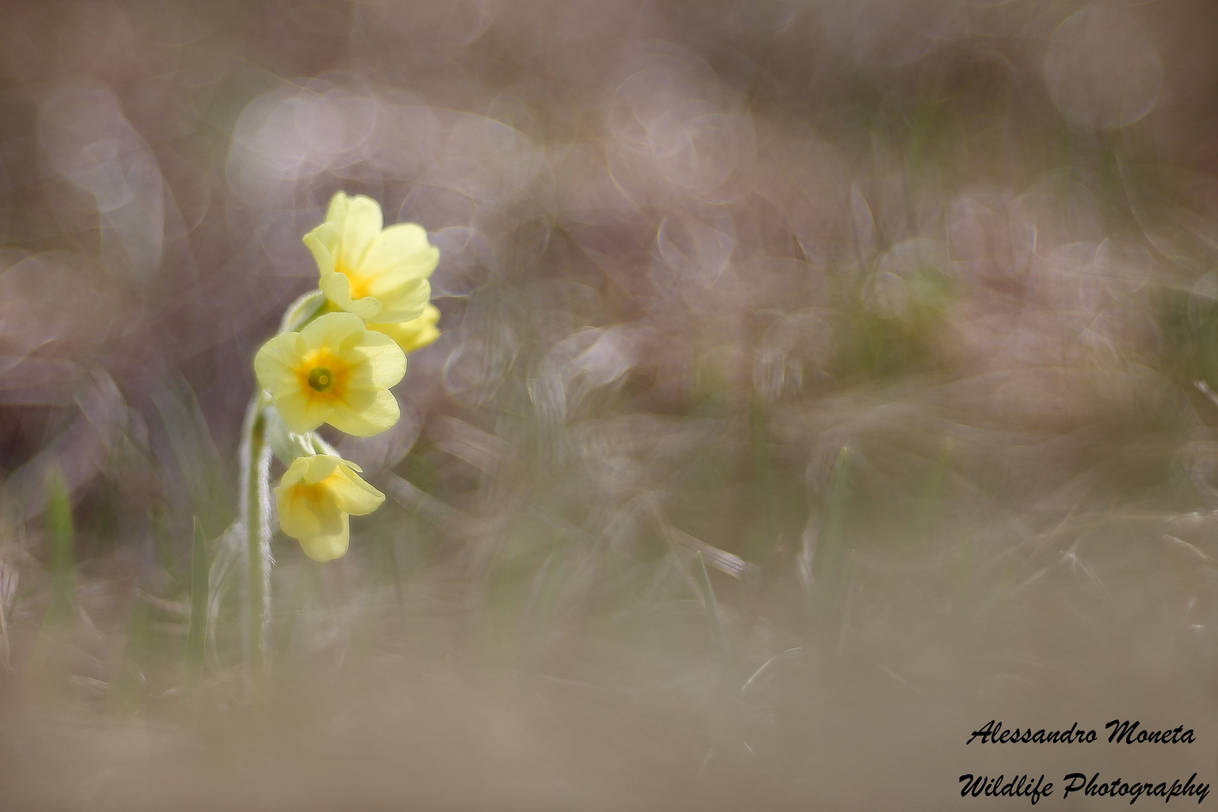 cowslip