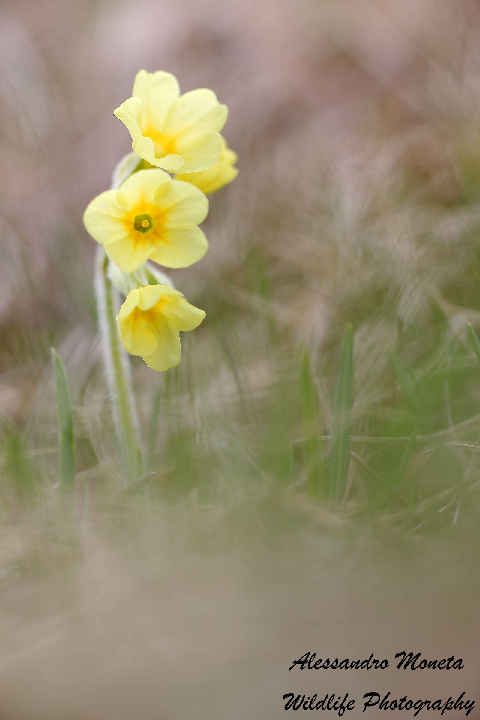 cowslip