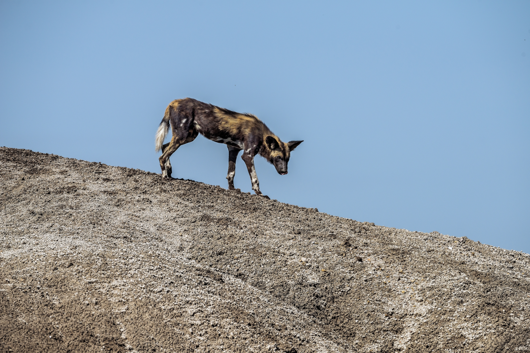 Tanzania 2016 - Sul crinale