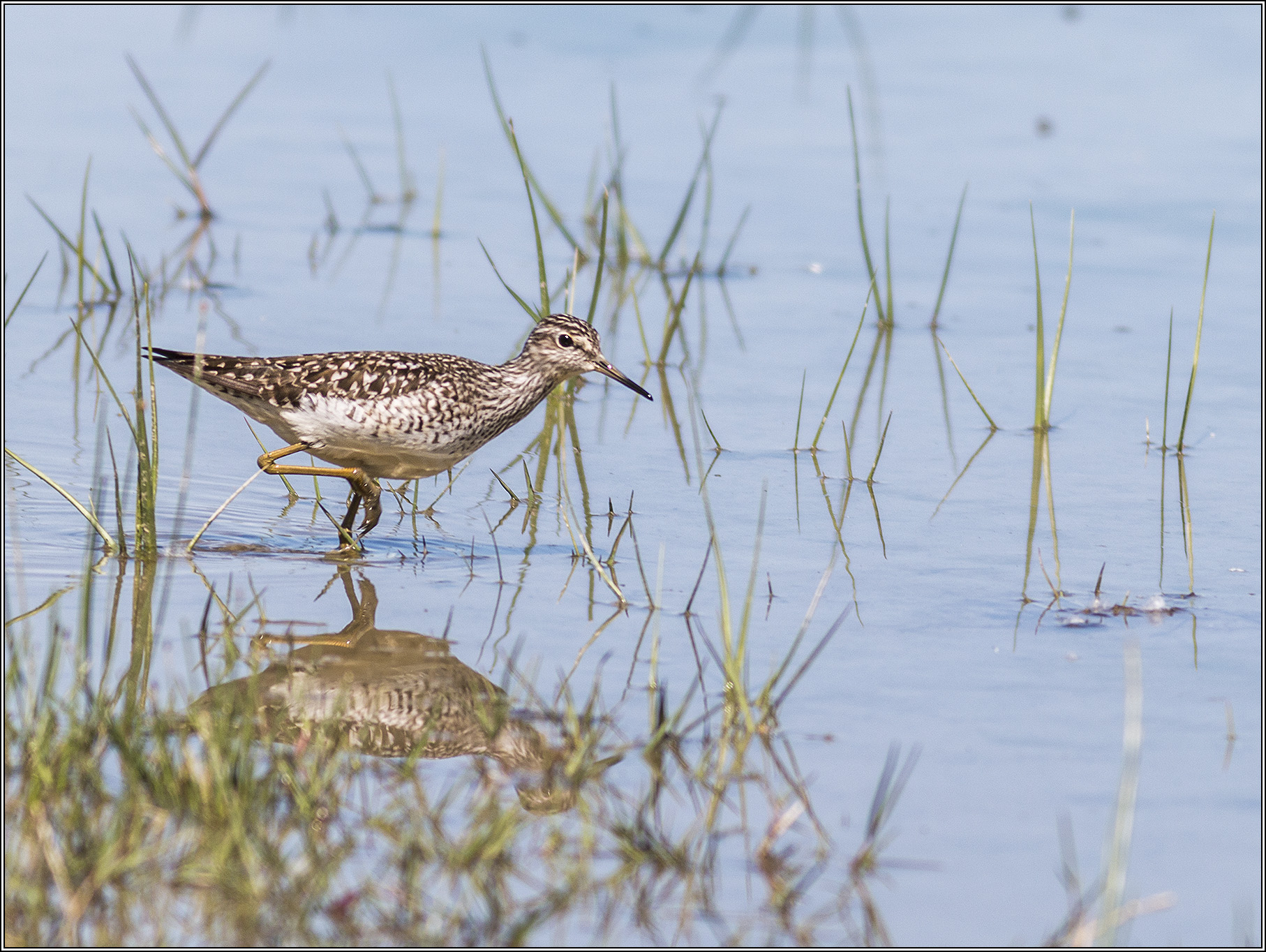 Sandpiper Sandpiper