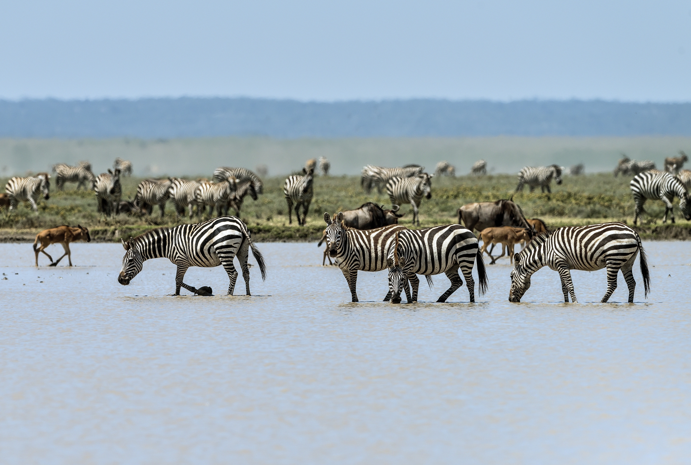 Tanzania 2016 - La grande migrazione