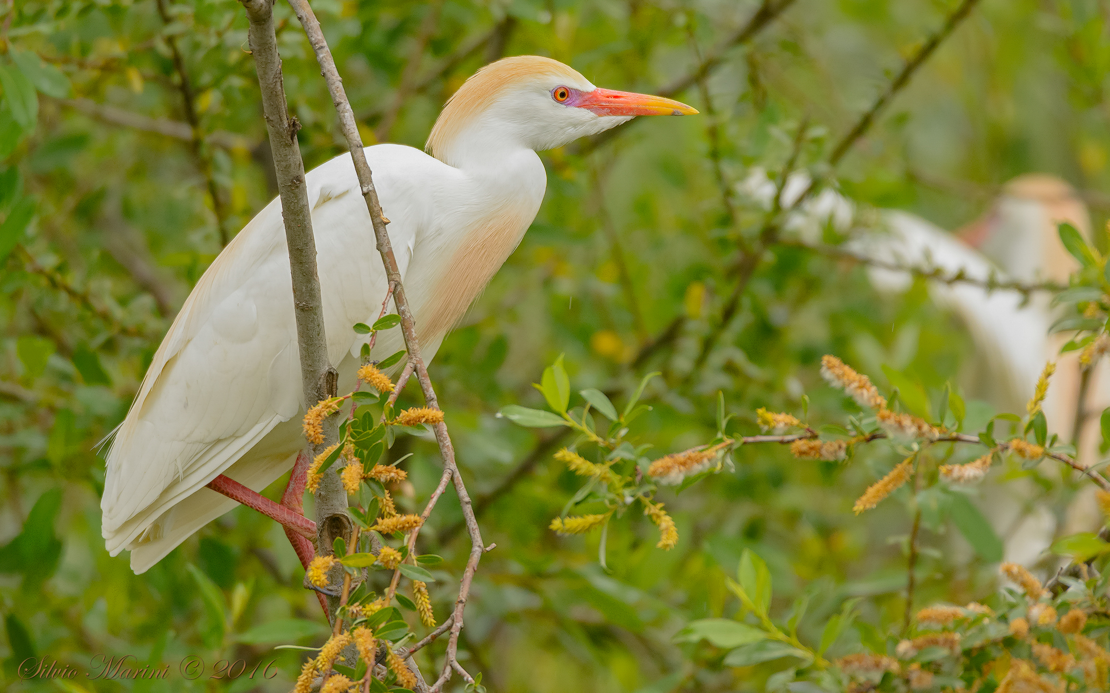 Airone guardabuoi (Babulcus ibis)