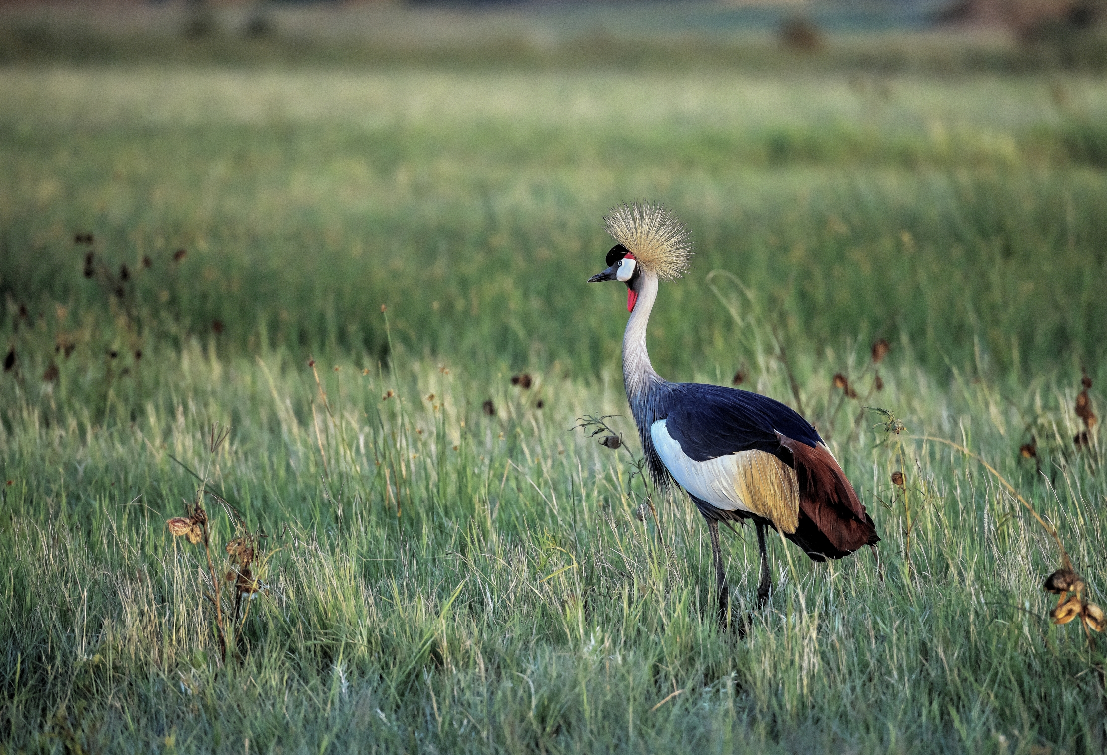 Tanzania 2016 - Gru coronata