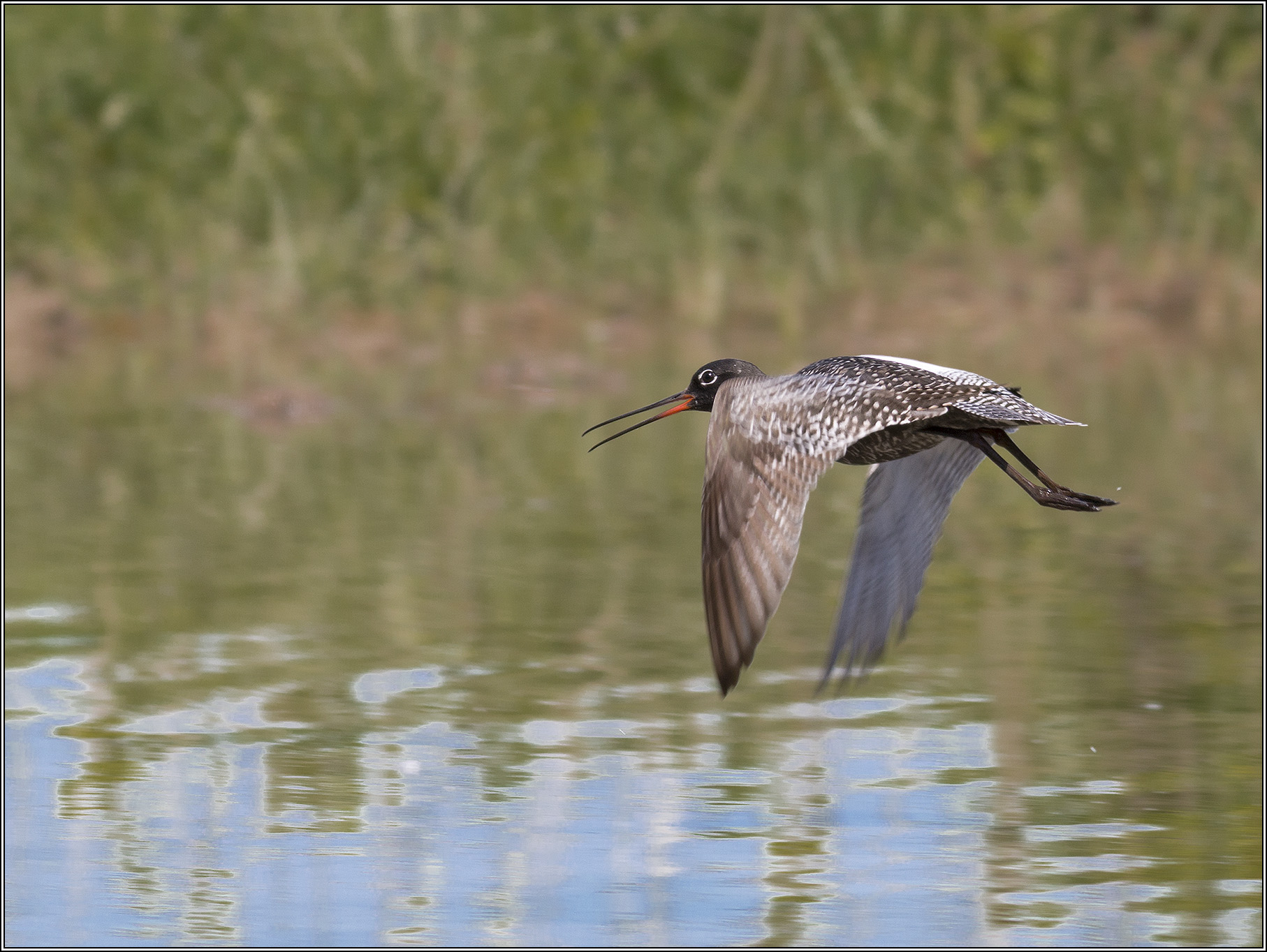 Spotted Redshank in flight