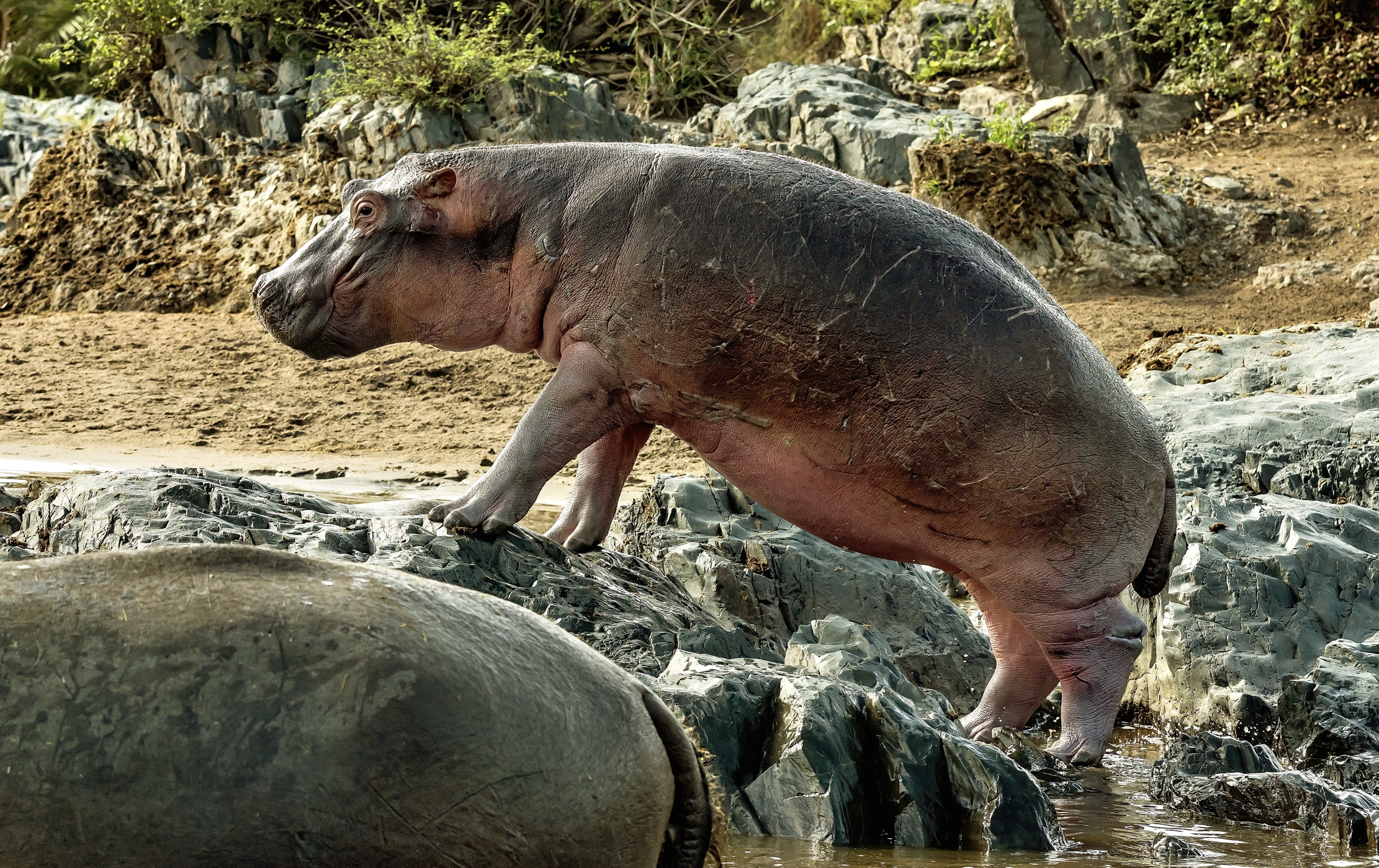 Tanzania 2016 - Hippo