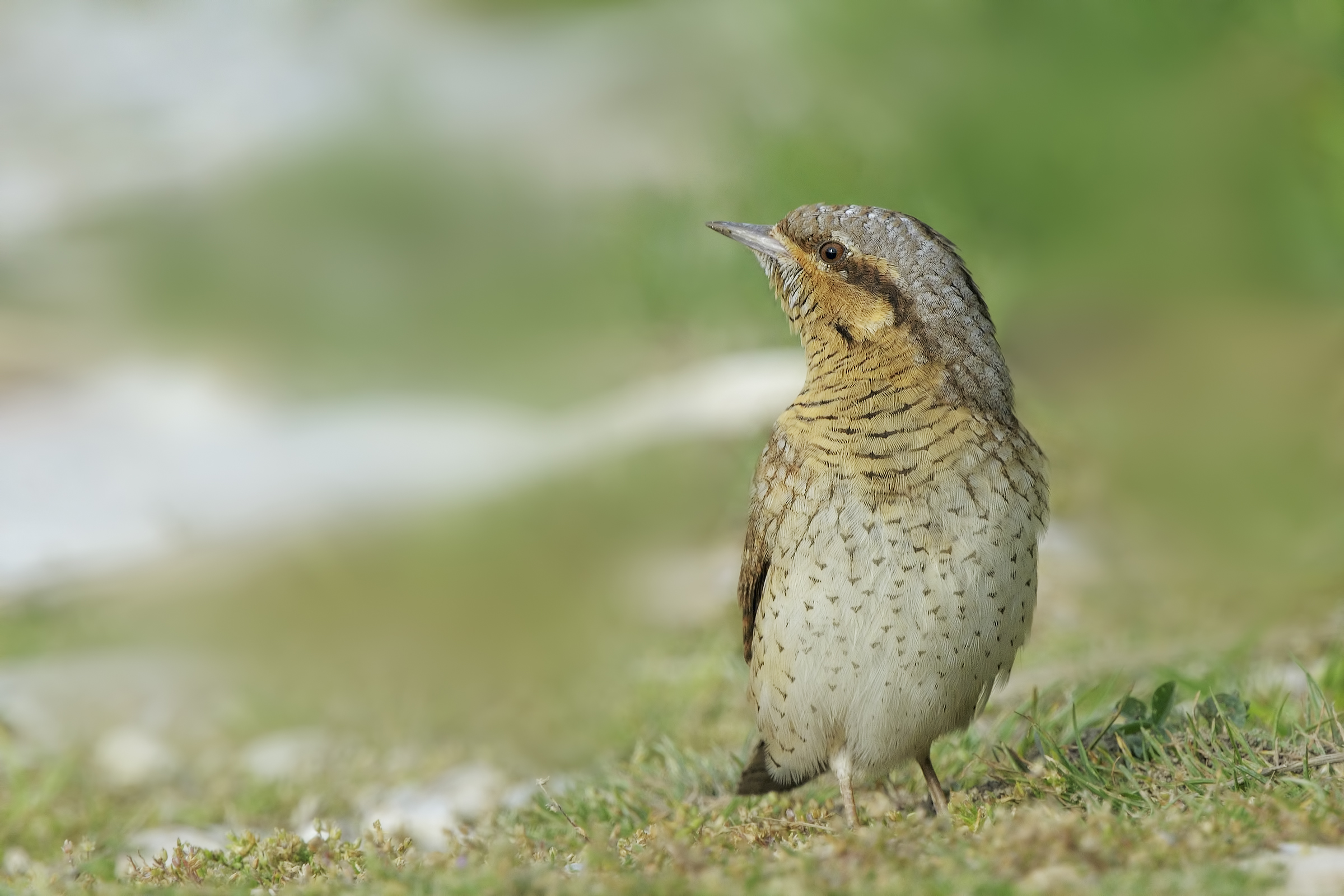 Wryneck (Jynx torquilla)