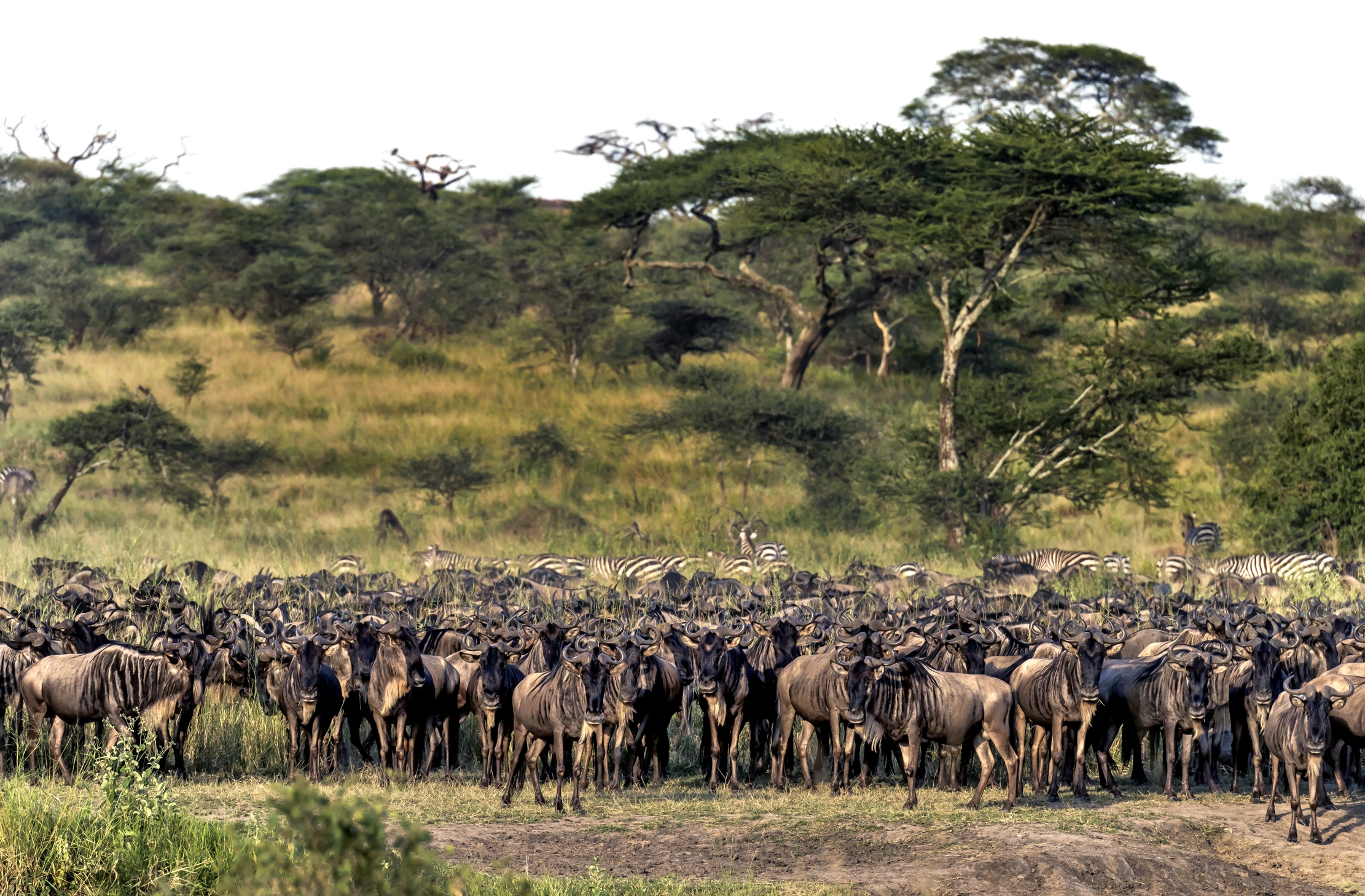 Tanzania 2016 - La grande migrazione