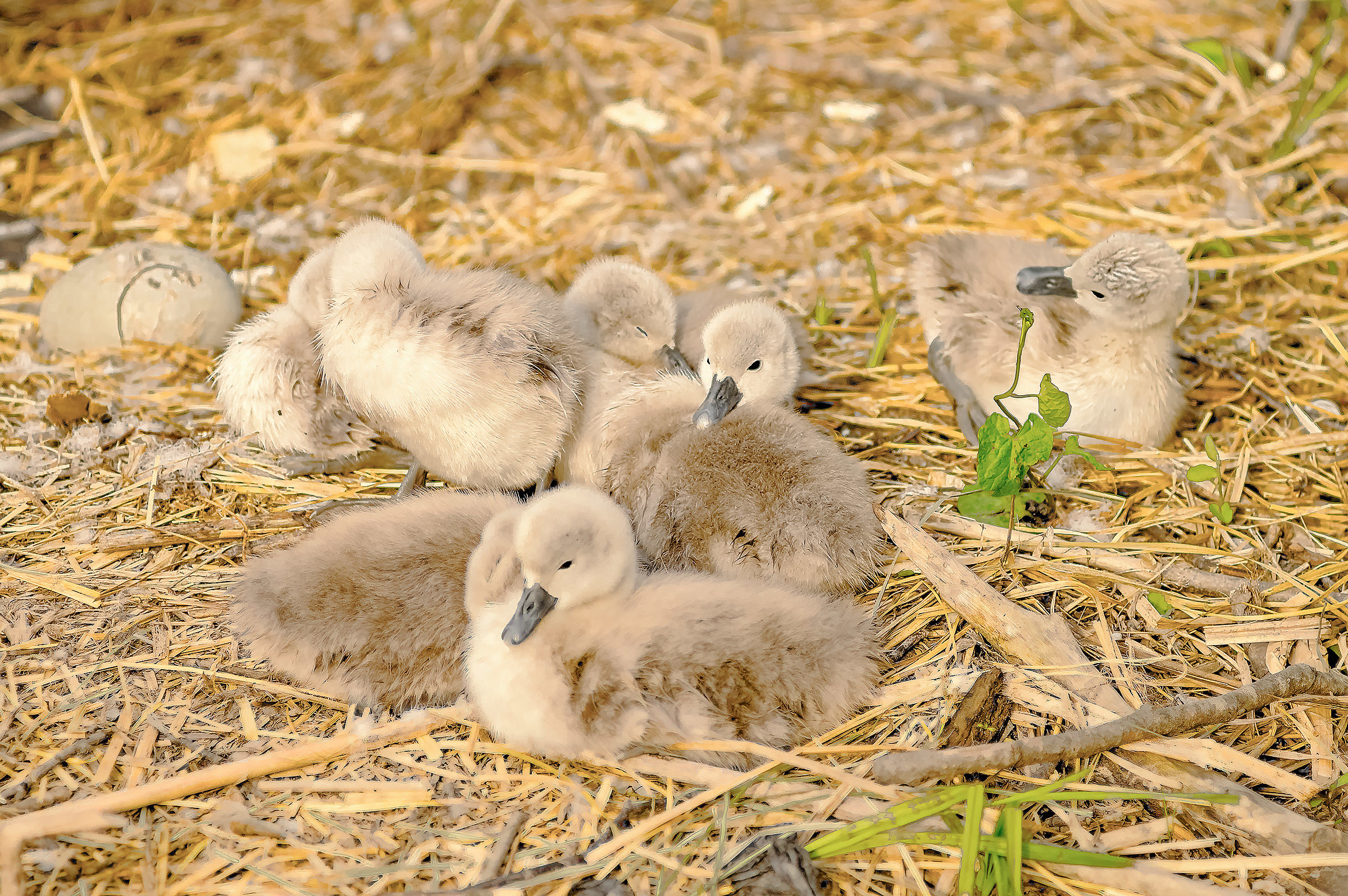 The 2016 swan chicks are hatched!
