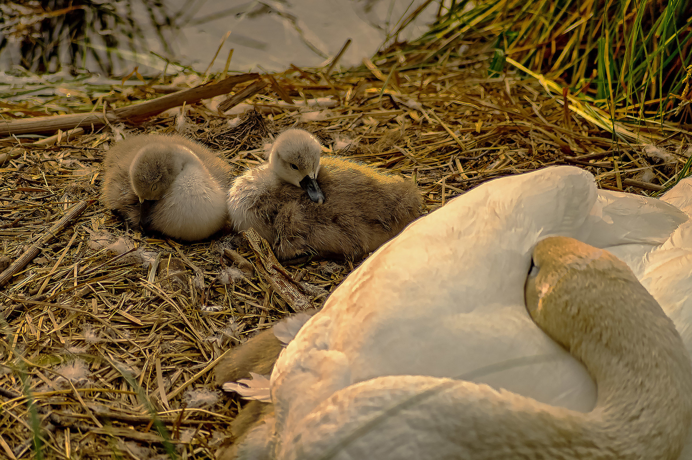 May they rest in the family