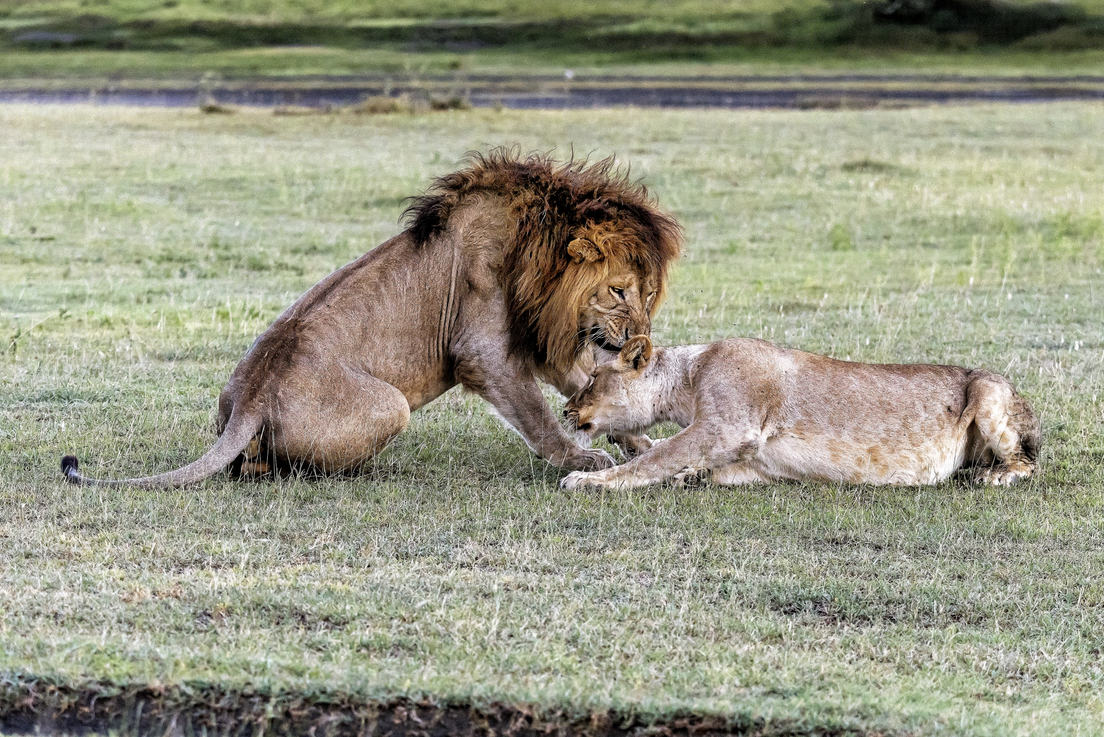 Tanzania 2016 - La coppia
