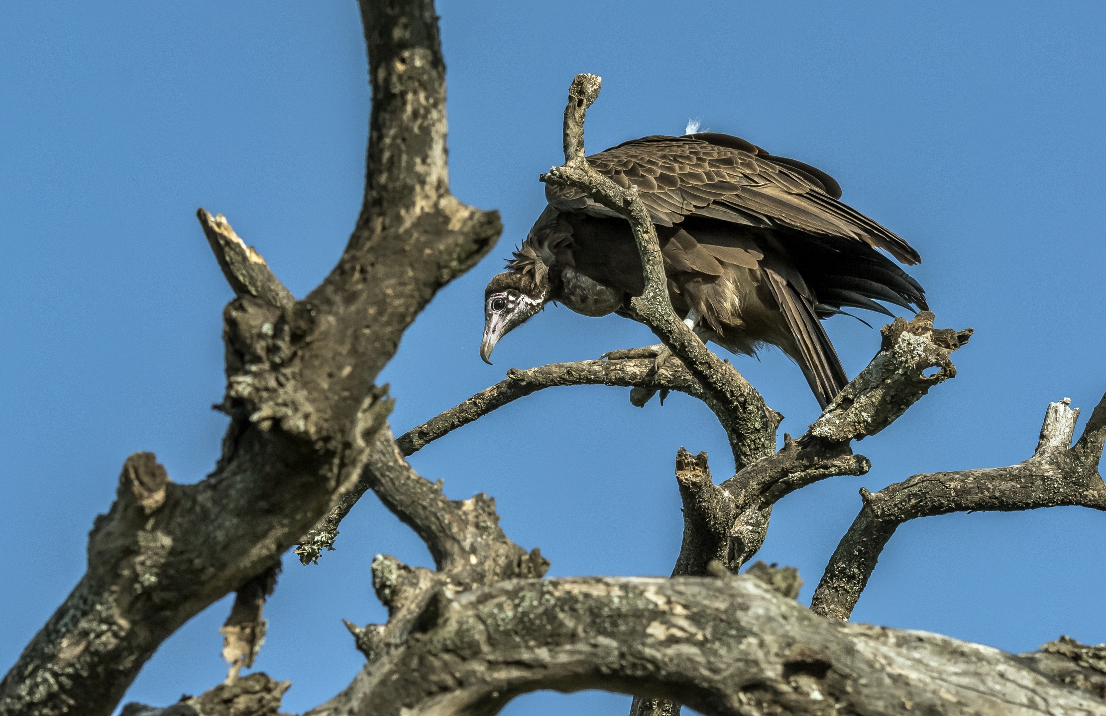 Tanzania 2016 - Avvoltoio