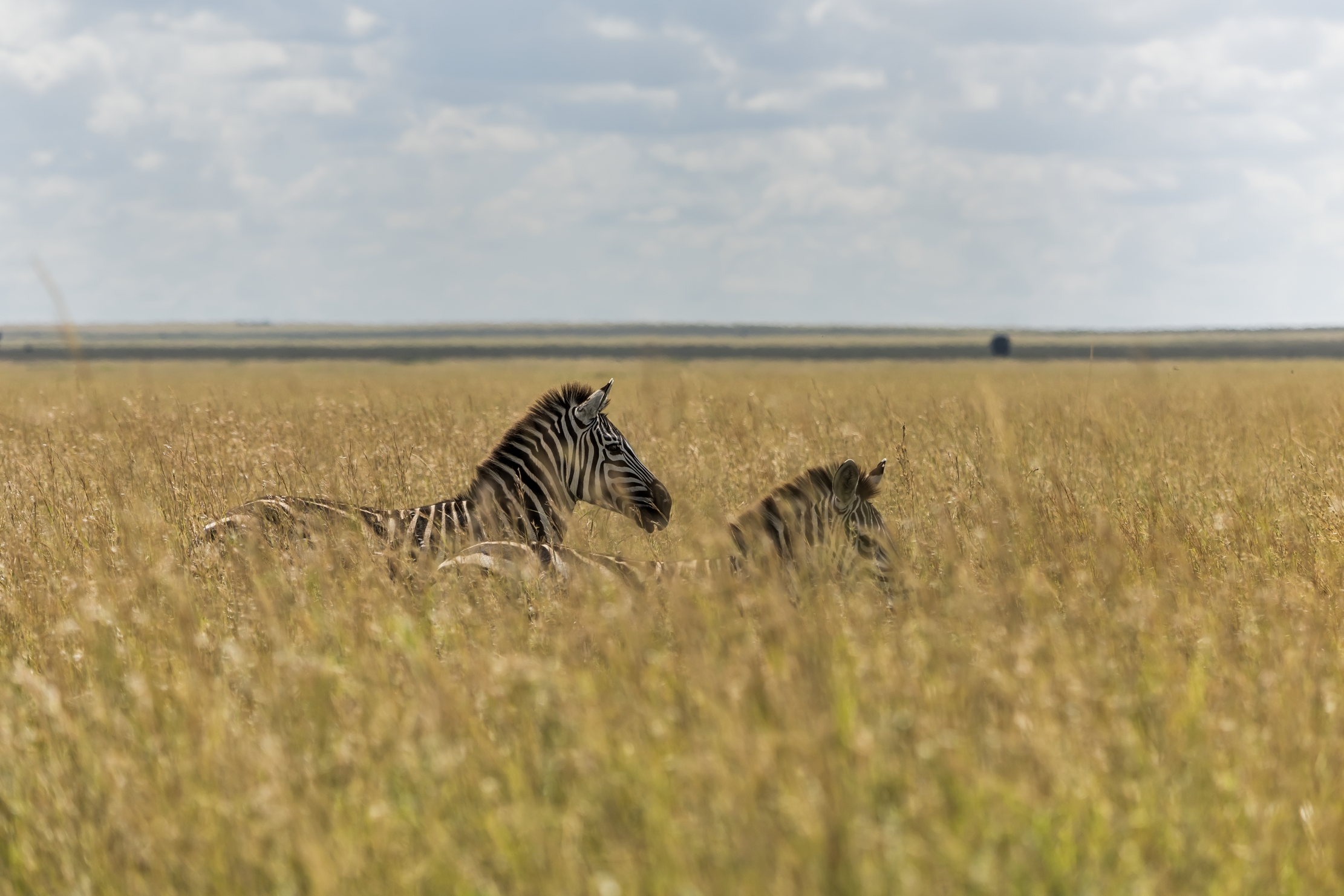 Tanzania 2016 - Nella savana