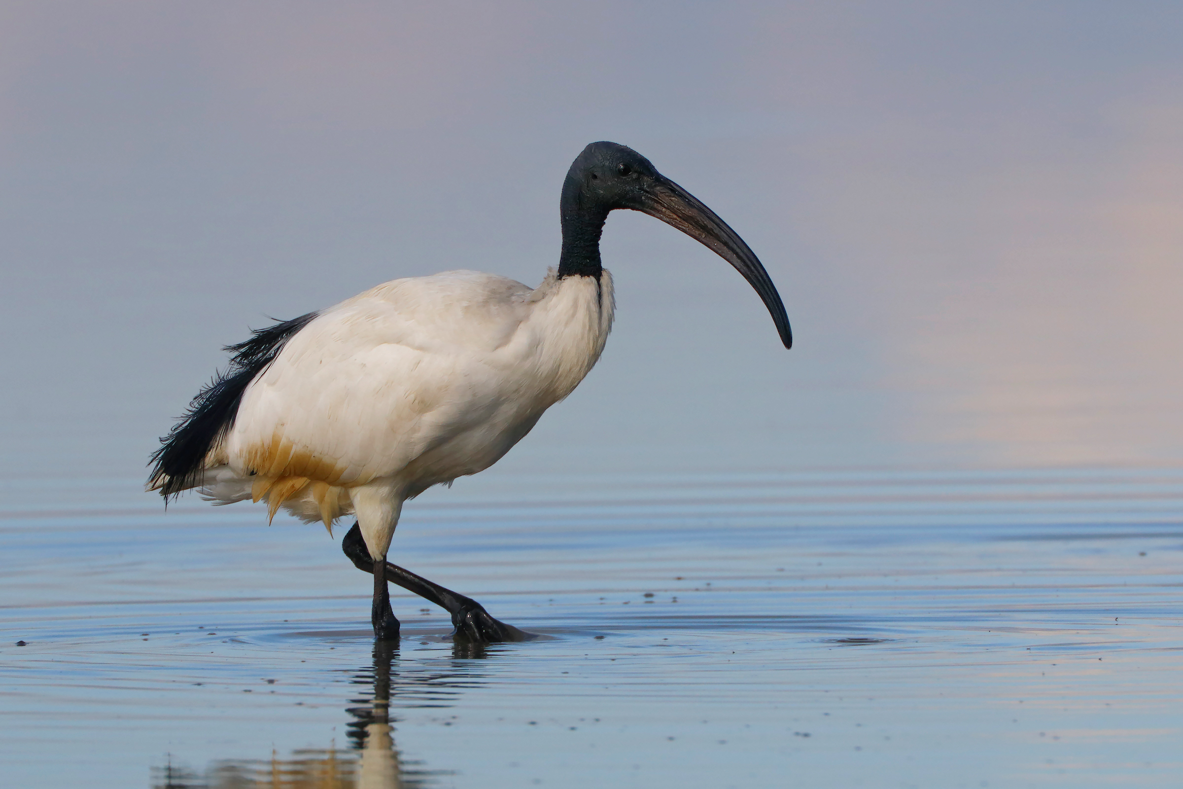 Ibis