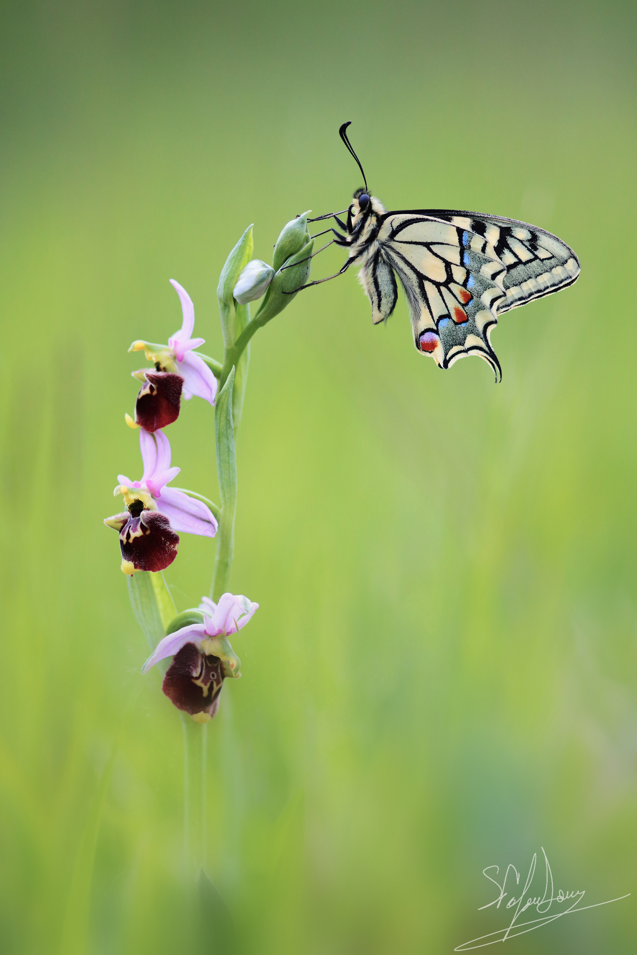 Fuciflora with macaone