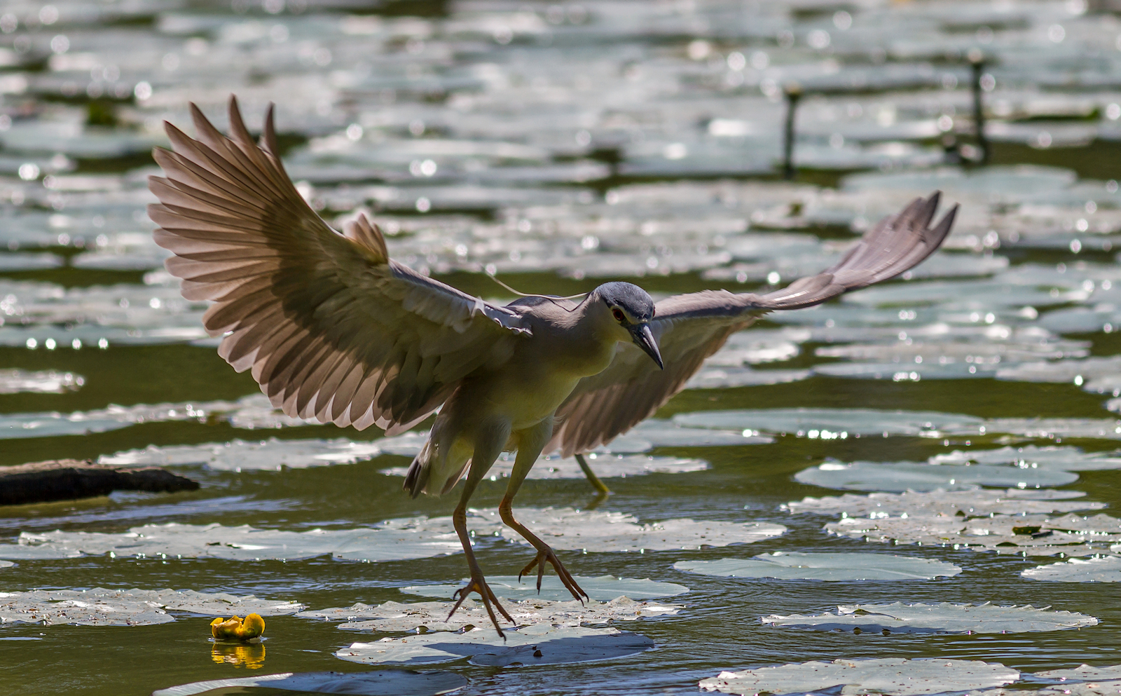 Night Heron landing