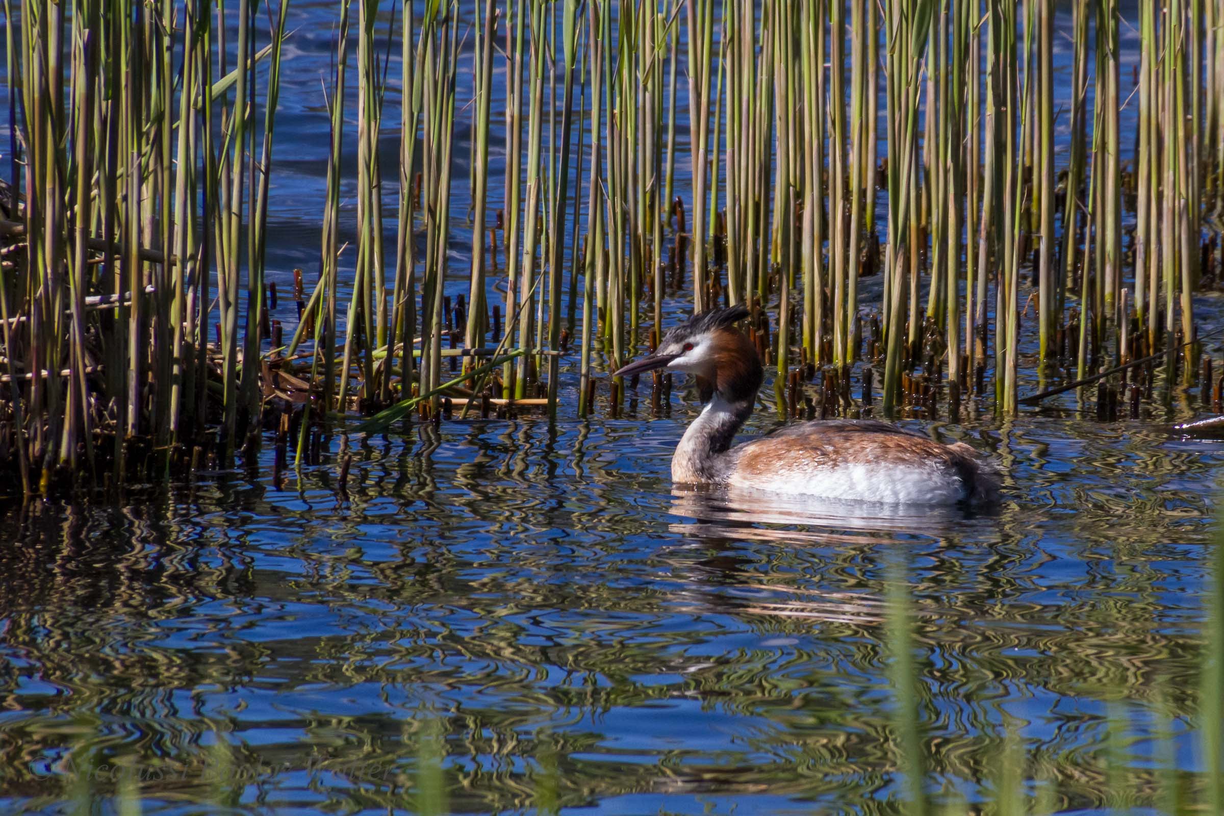 in the reeds