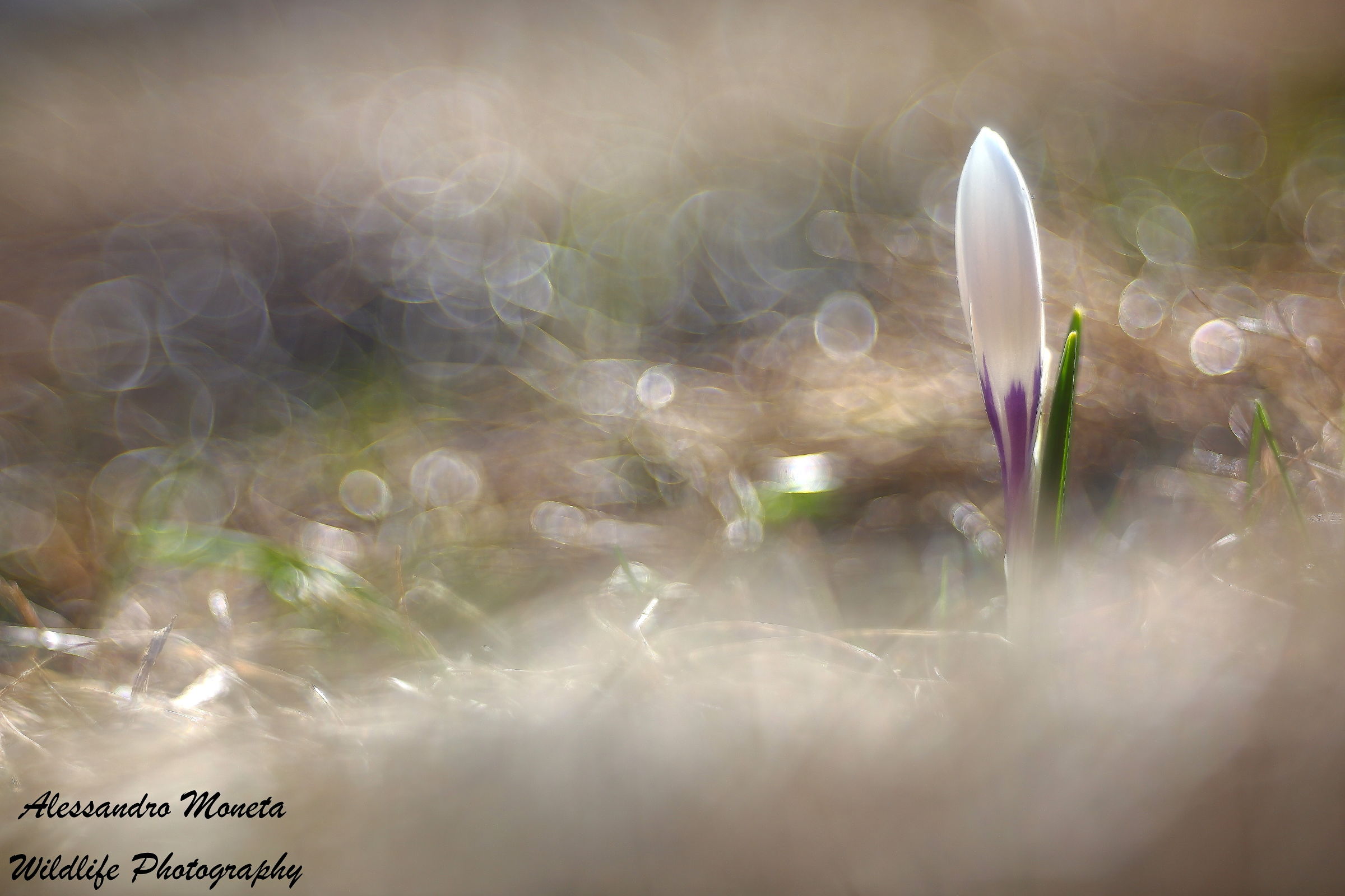 Crocus