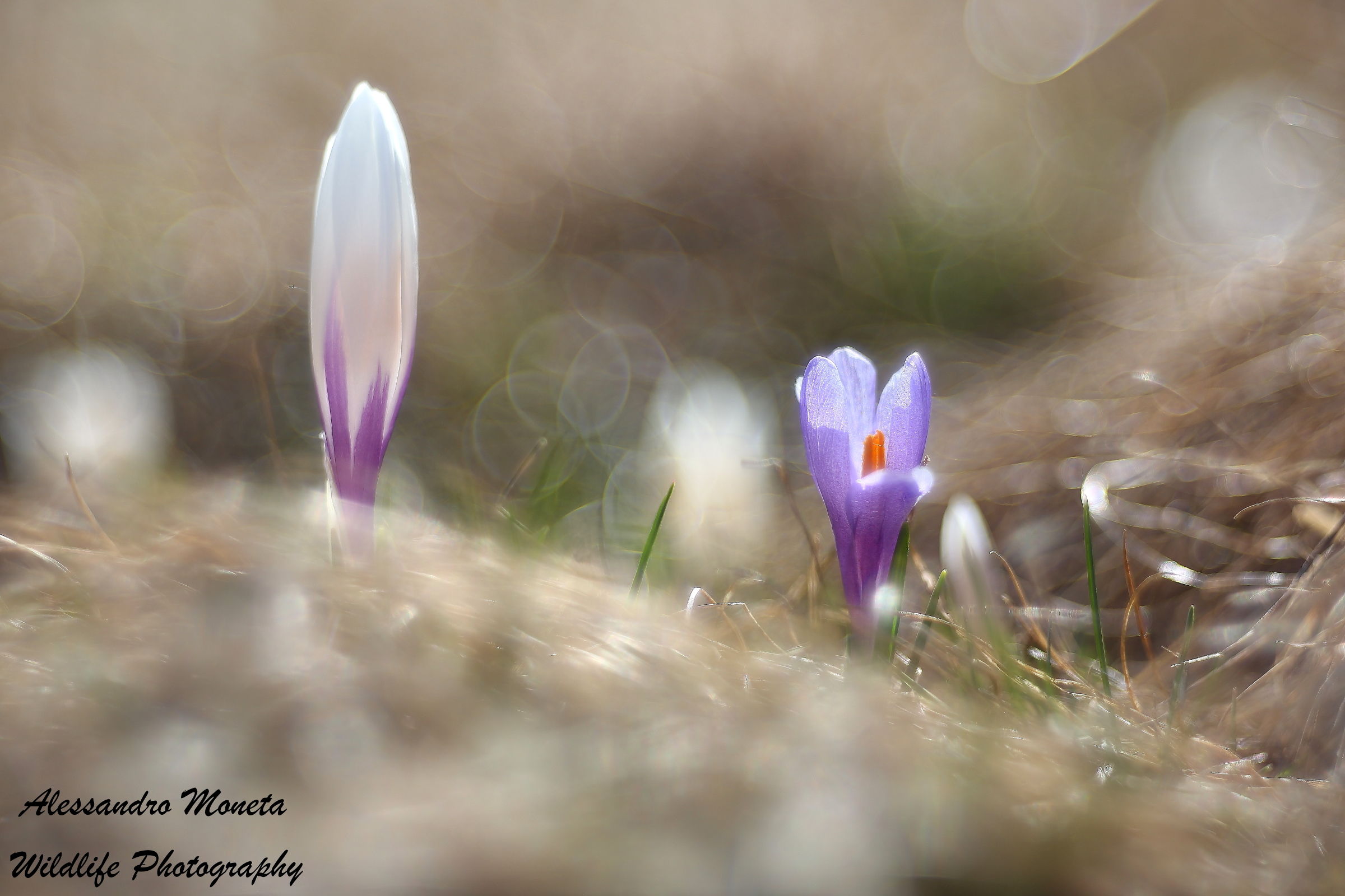 Crocus