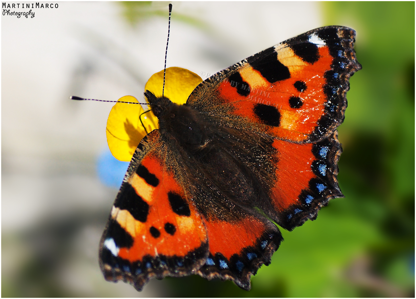 Vanessa ... (Of 'Nettle)