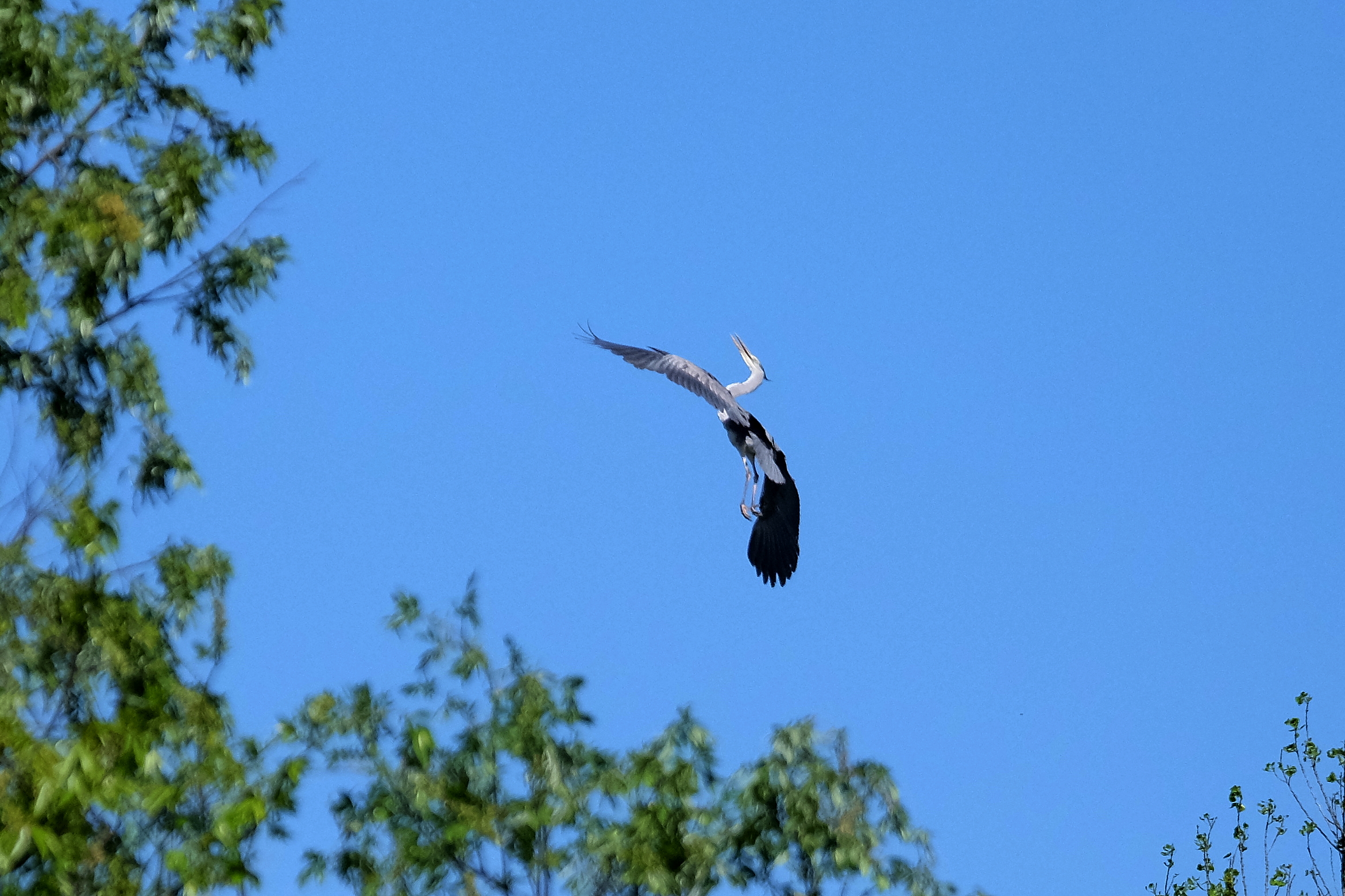 Heron in flight