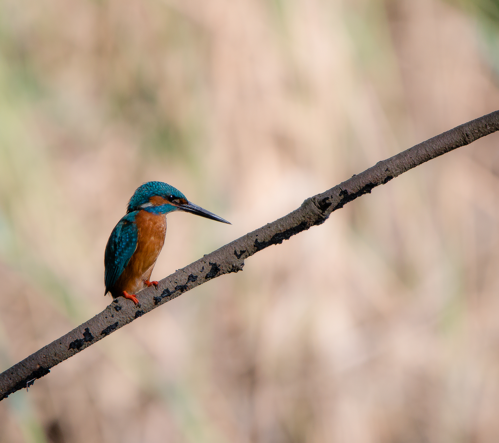 Il mio primo martino