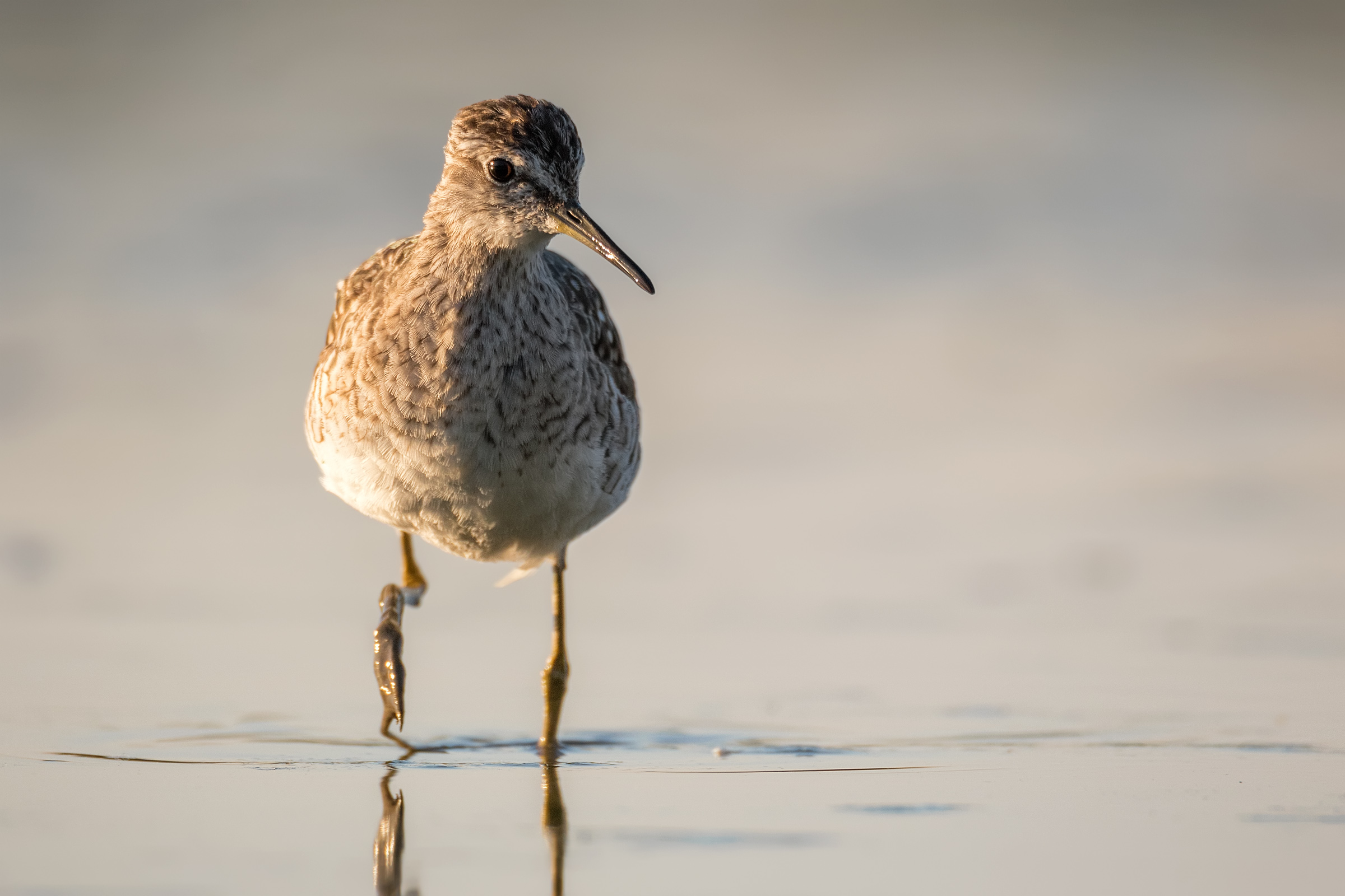 Wood Sandpiper