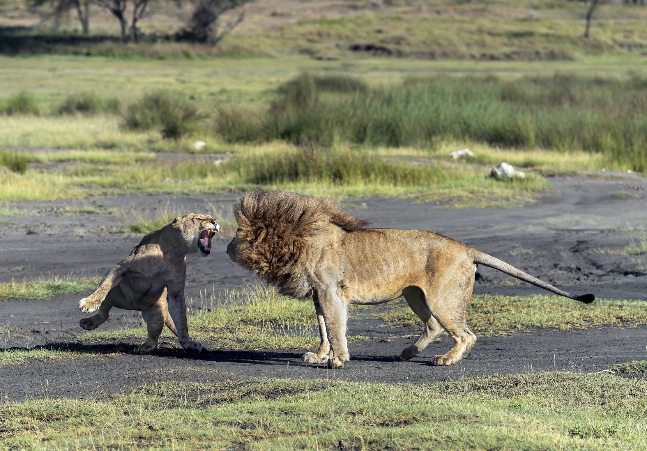 Tanzania 2016 - Incompatibilità
