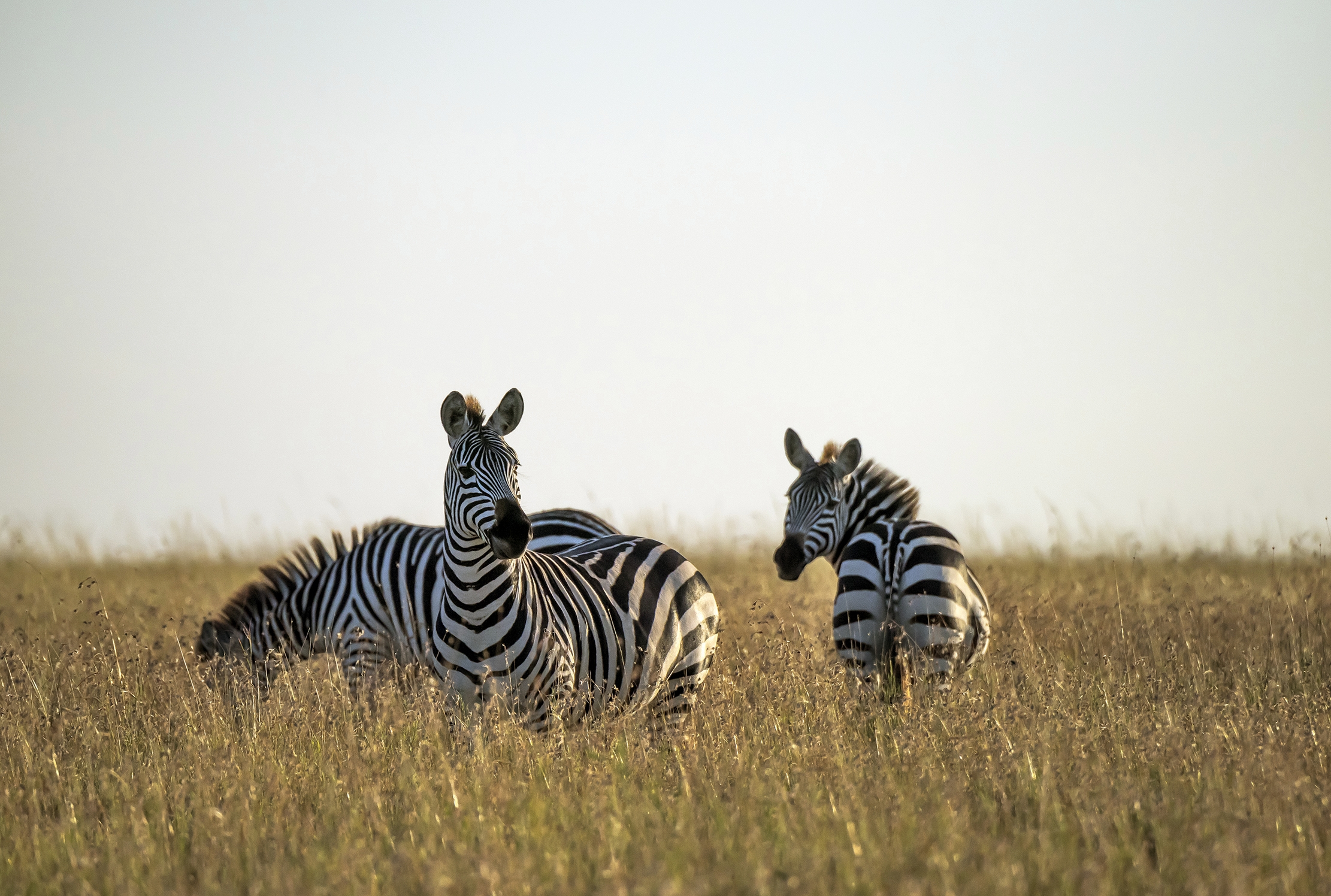 Tanzania 2016 - Nella savana