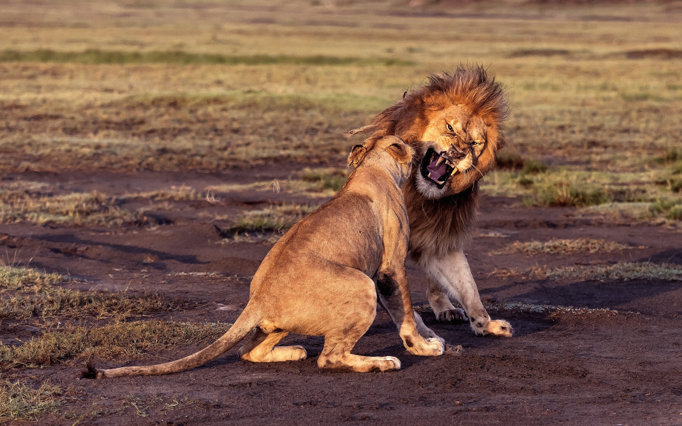Tanzania 2016 - Incompatibilità