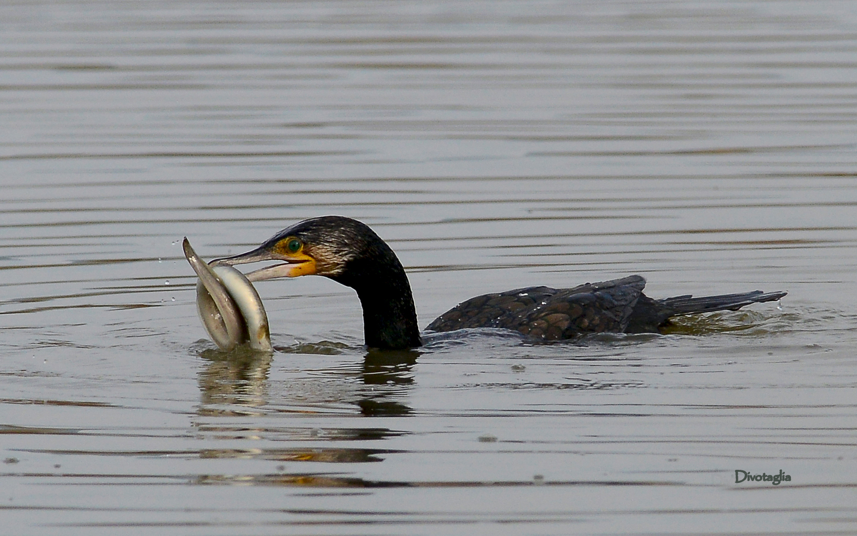 Cormorants and eels