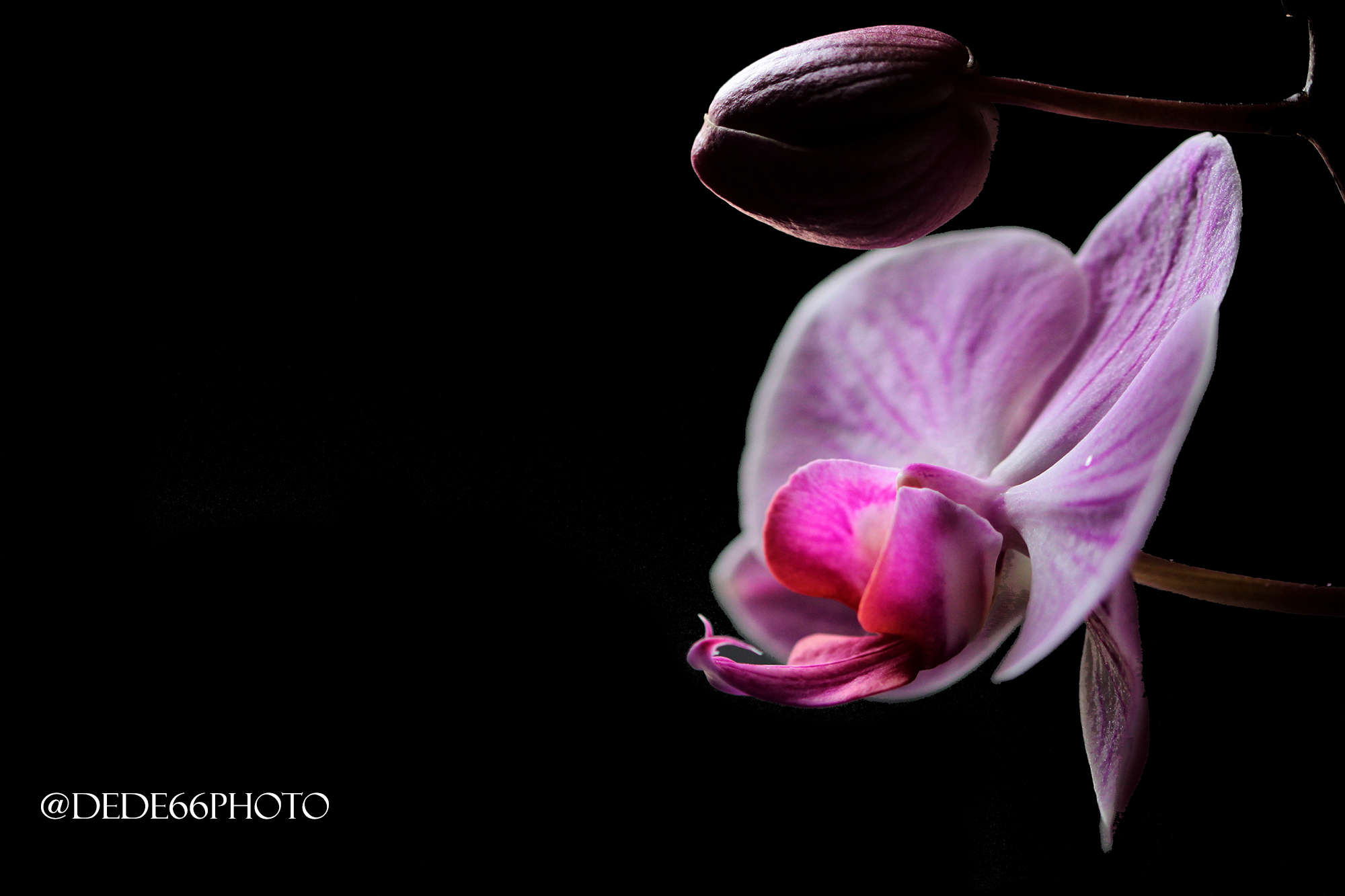 Orchid