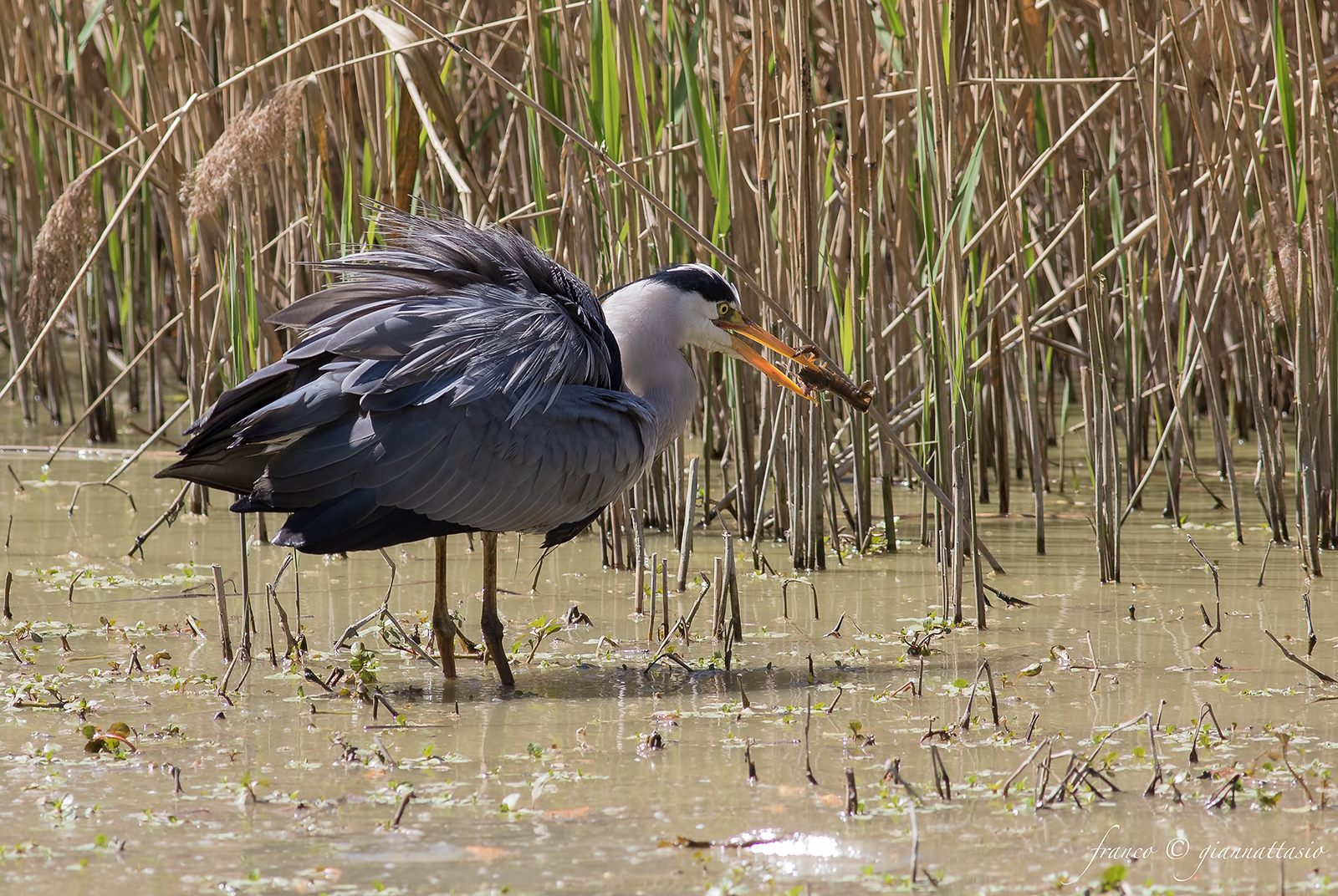 The Gambaro and Heron.