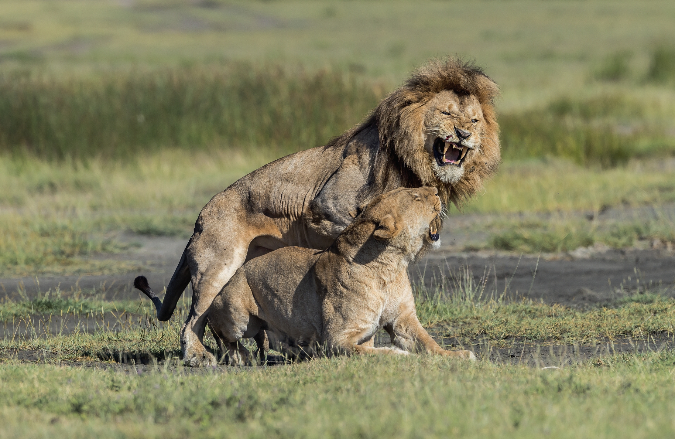 Tanzania 2016 - Incompatibilità