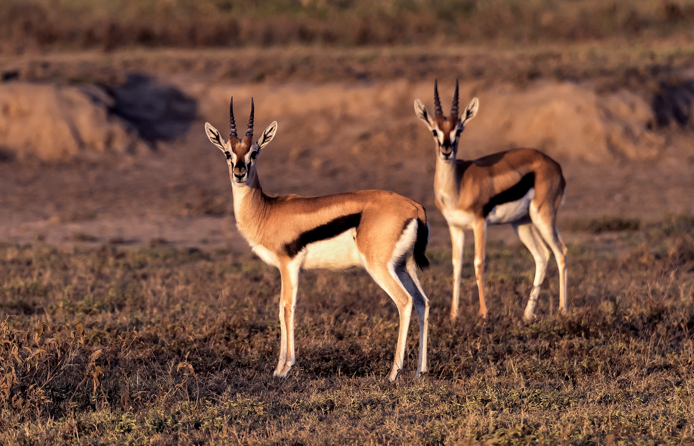 Tanzania 2016 - All'alba